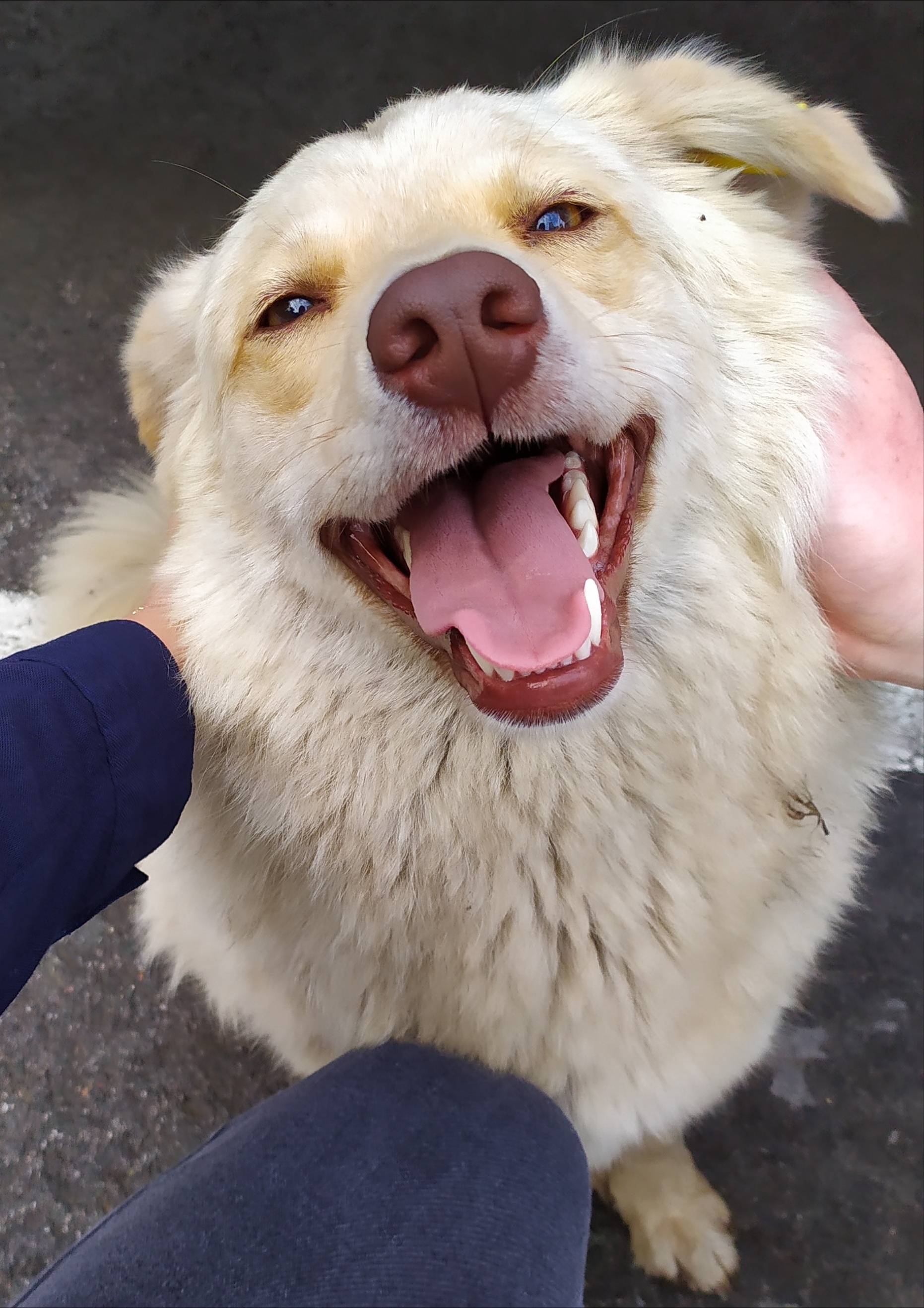 Fluffy brothers (Novosibirsk) - No rating, In good hands, Dog, Longpost, Novosibirsk