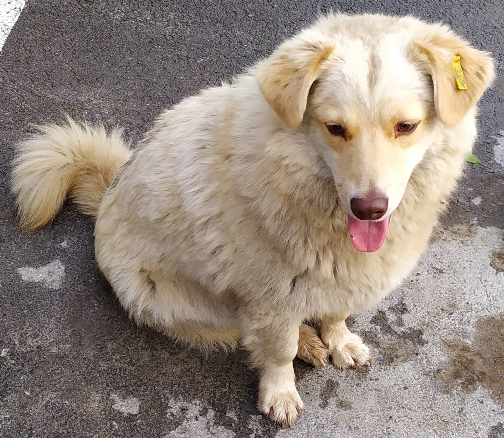 Fluffy brothers (Novosibirsk) - No rating, In good hands, Dog, Longpost, Novosibirsk