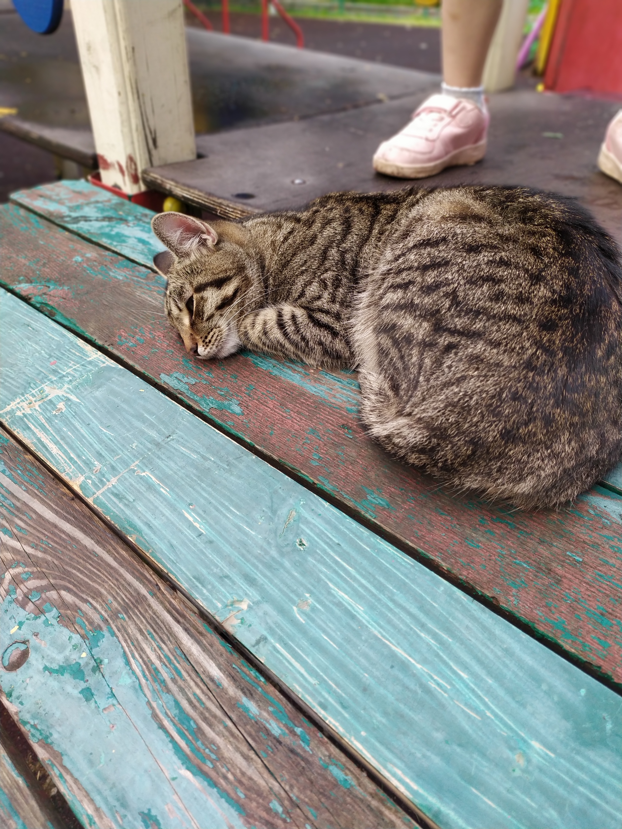 Please help with a cat - Homeless animals, cat, Help, Volunteering, Longpost, In good hands, Moscow, No rating