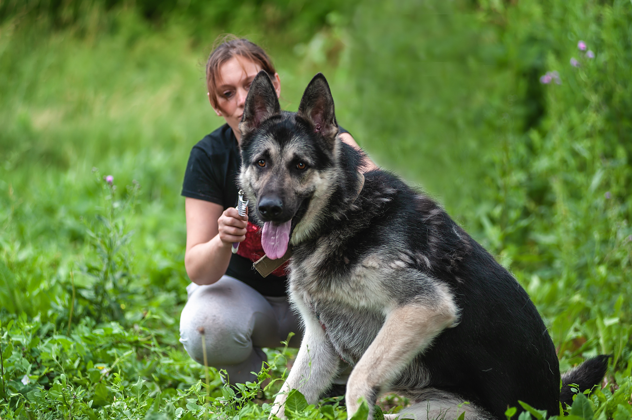 A small photo session)) - My, East European Shepherd, Sheepdog, The photo, Summer, Grass, Dog