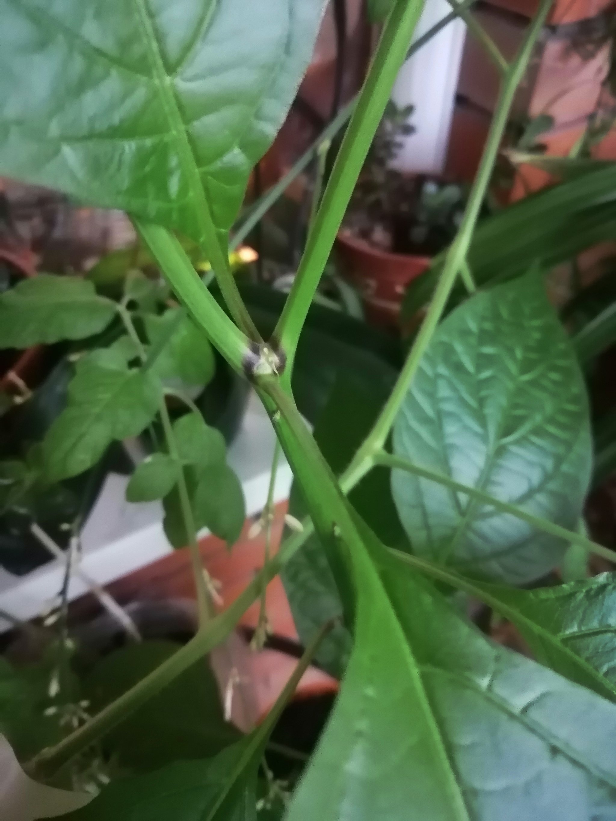 What happened to the peppers - My, Hot peppers, Vegetable garden on the windowsill, Longpost