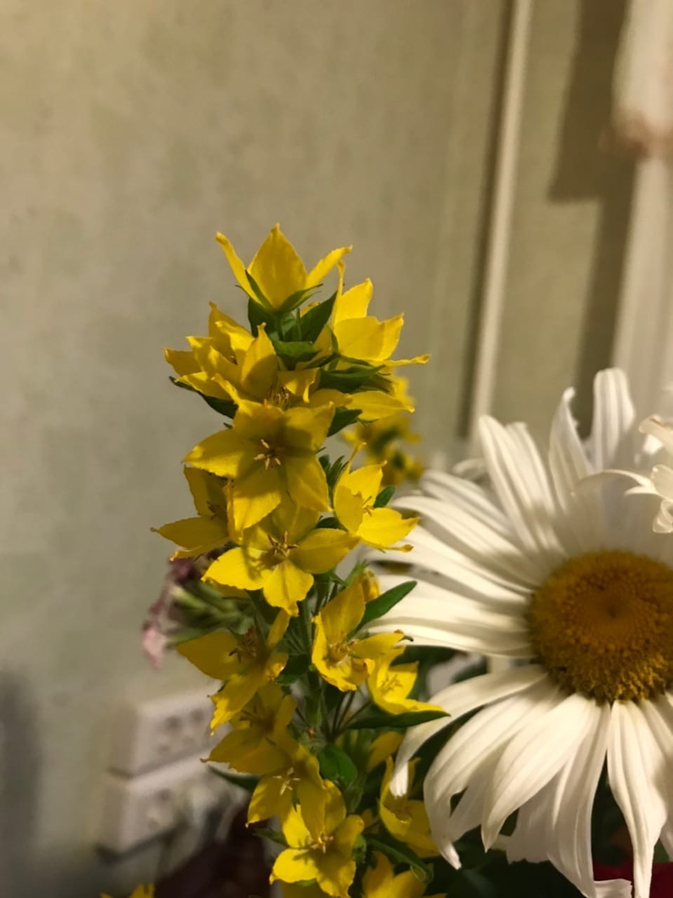 Please help me identify this plant - My, Plants, Longpost, Flowers, What kind of plant