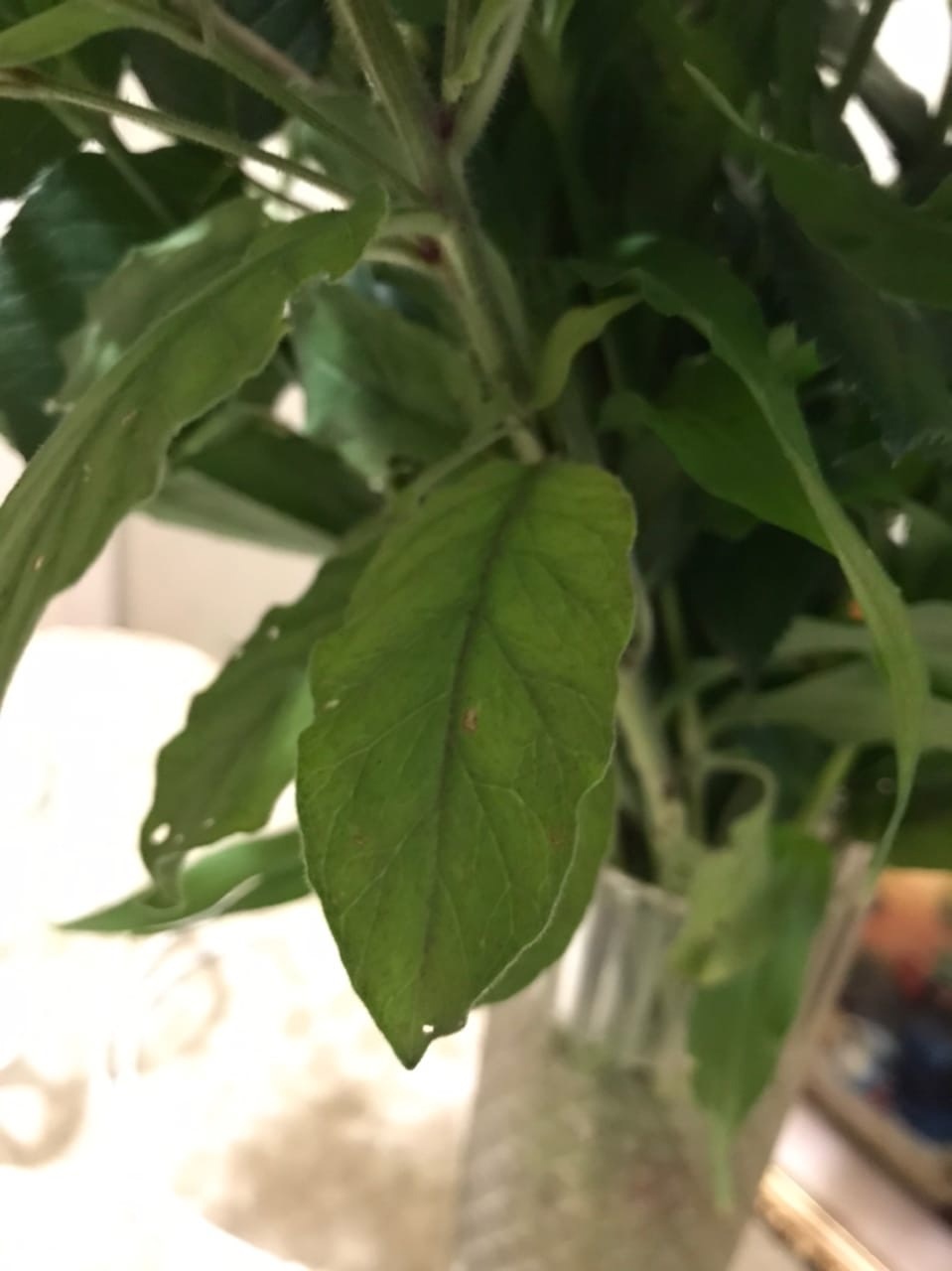 Please help me identify this plant - My, Plants, Longpost, Flowers, What kind of plant