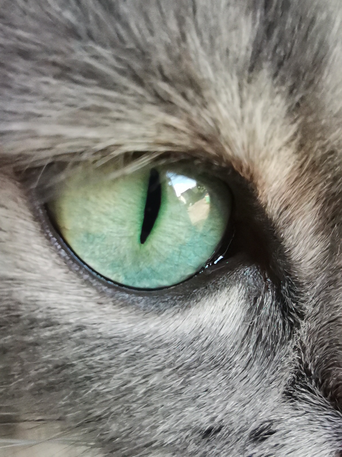 I brag a little about my cat's eyes =) - cat, Eyes, The photo, Longpost