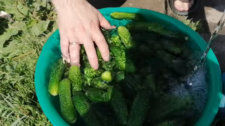 100 kg in five minutes / A quick way to pickle cucumbers for the winter / Cucumbers in a bottle - My, Cucumbers, Recipe, Food, Snack, Cooking, Other cuisine, Blanks, Canning, , Salted cucumbers, Video, Longpost
