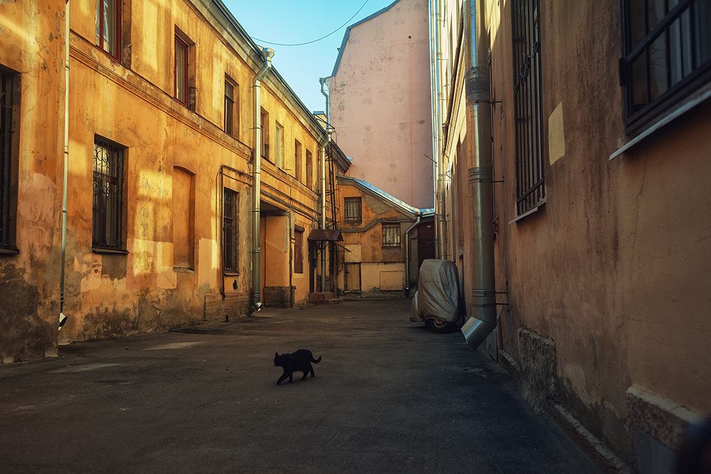 Walk around Vasilyevsky Island - My, Longpost, Saint Petersburg, Town, The street, Vasilievsky Island, The photo, cat