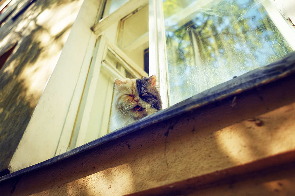 Walk around Vasilyevsky Island - My, Longpost, Saint Petersburg, Town, The street, Vasilievsky Island, The photo, cat