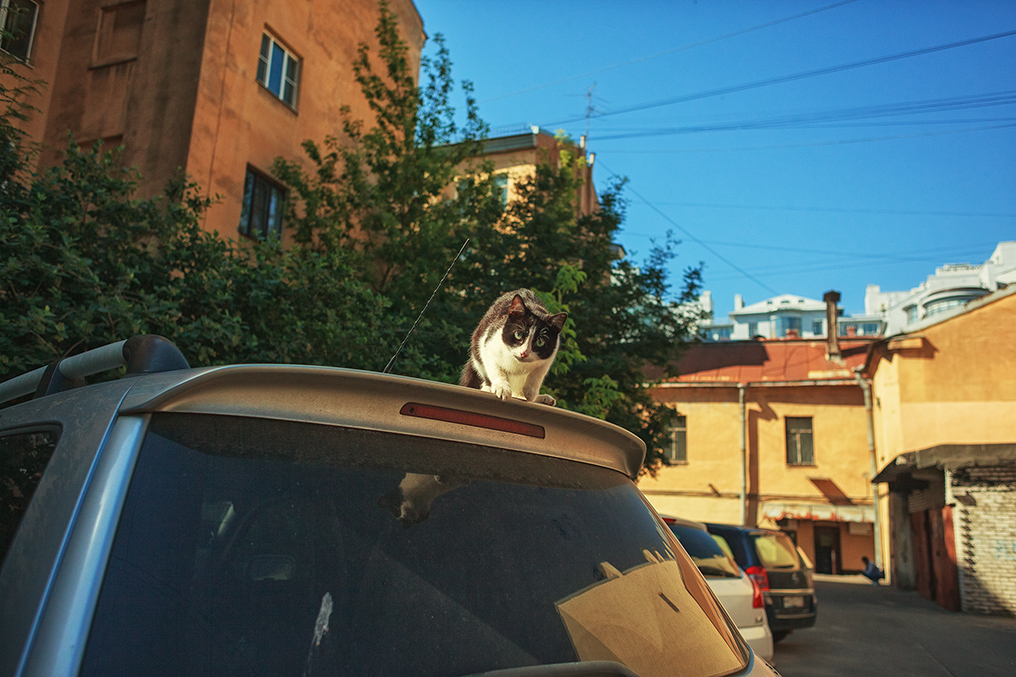 Walk around Vasilyevsky Island - My, Longpost, Saint Petersburg, Town, The street, Vasilievsky Island, The photo, cat