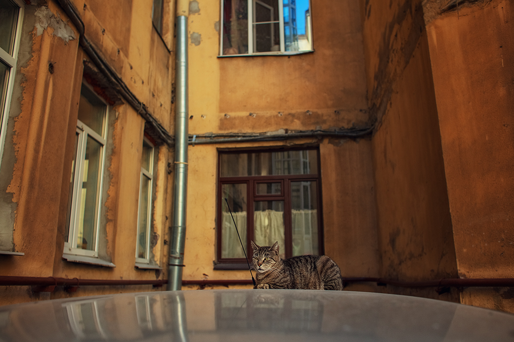 Walk around Vasilyevsky Island - My, Longpost, Saint Petersburg, Town, The street, Vasilievsky Island, The photo, cat