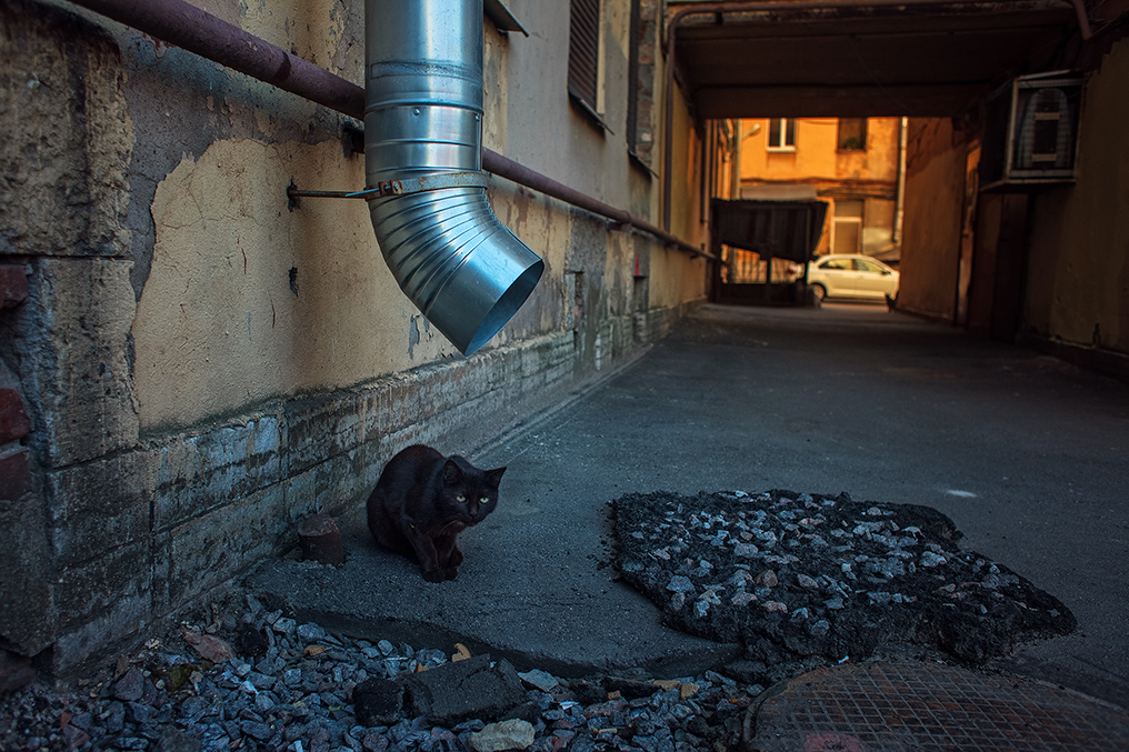 Walk around Vasilyevsky Island - My, Longpost, Saint Petersburg, Town, The street, Vasilievsky Island, The photo, cat