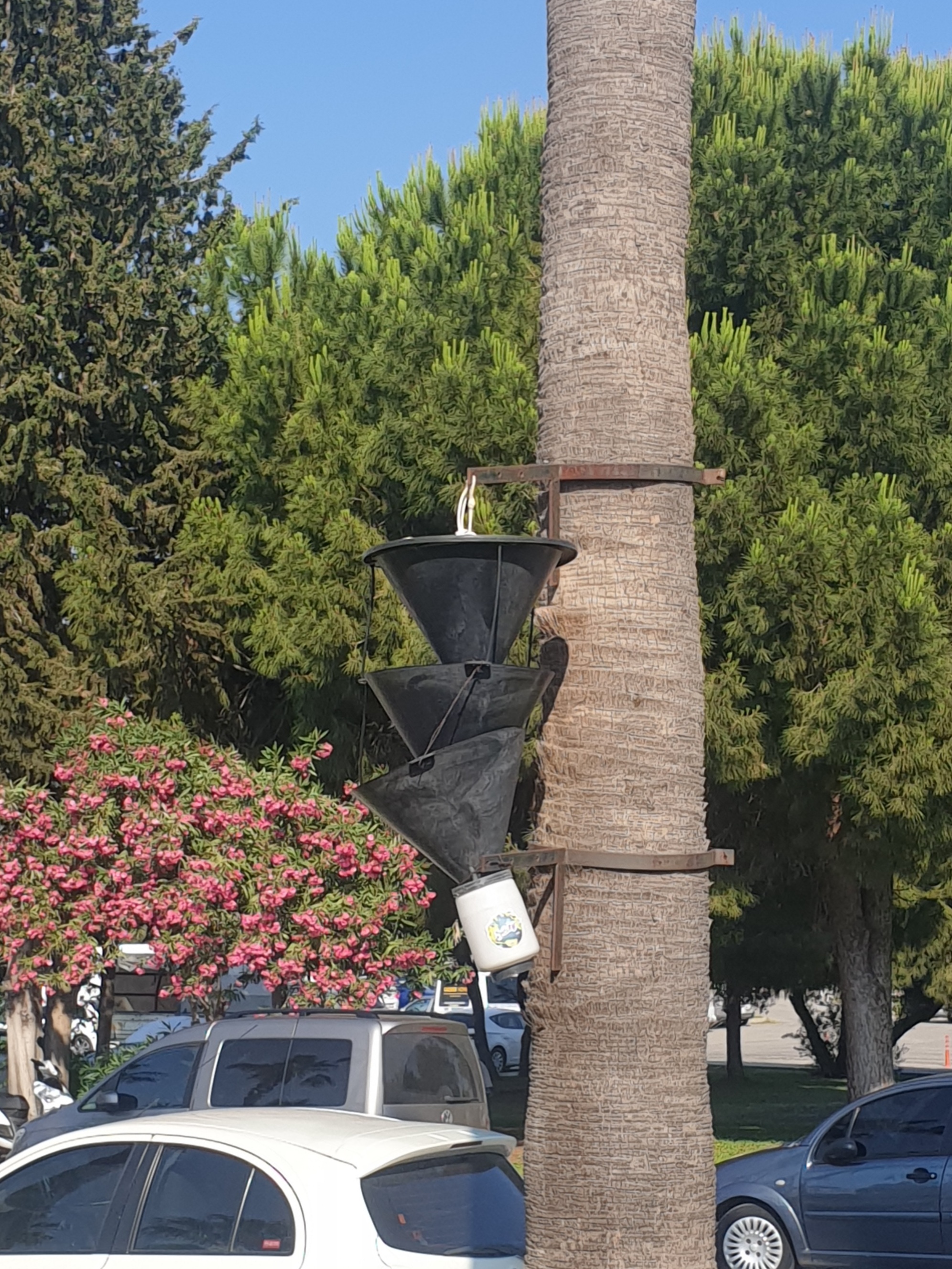 What is this tree structure? - My, What's this?, Palm trees, Unknown crap