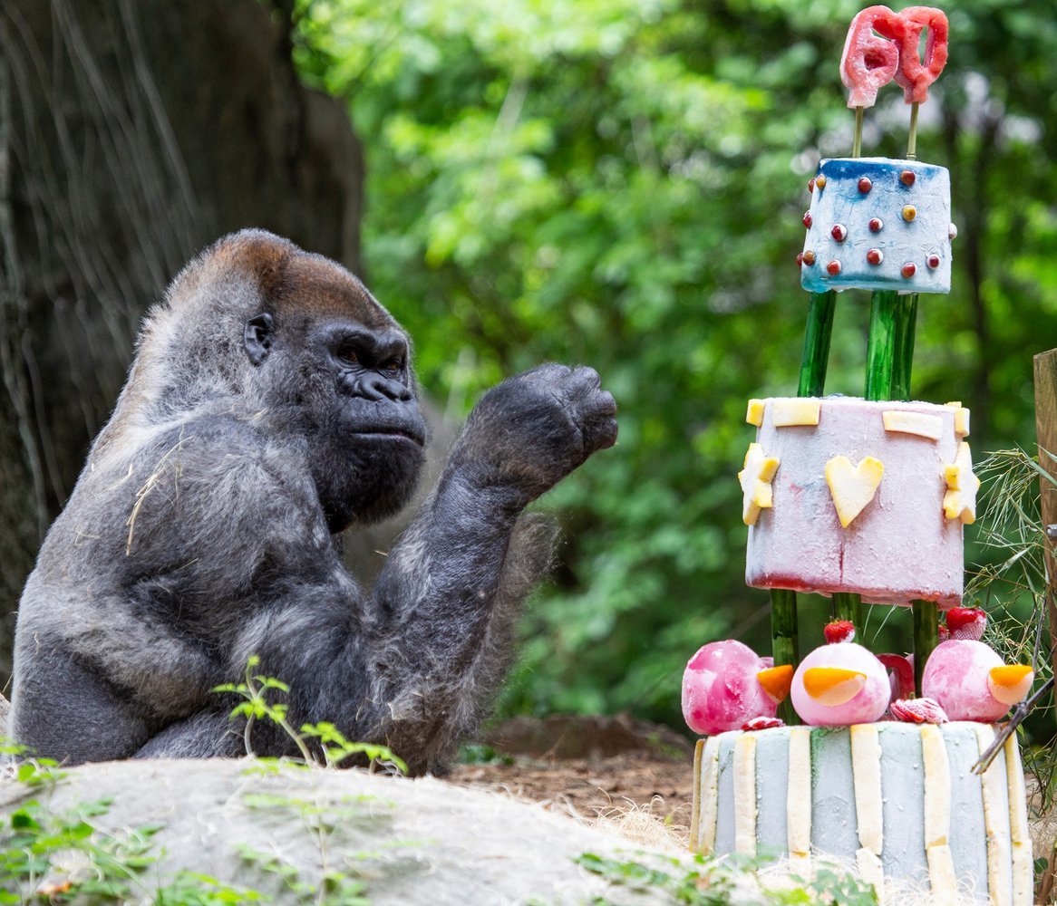 World's oldest gorilla turns 60 - Gorilla, Monkey, Primates, Wild animals, Long-liver, Zoo, The national geographic, Atlanta, , USA, Interesting, Video, Longpost, Anniversary