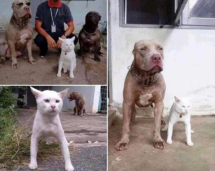 What is the breed of cat? - cat, Pitbull