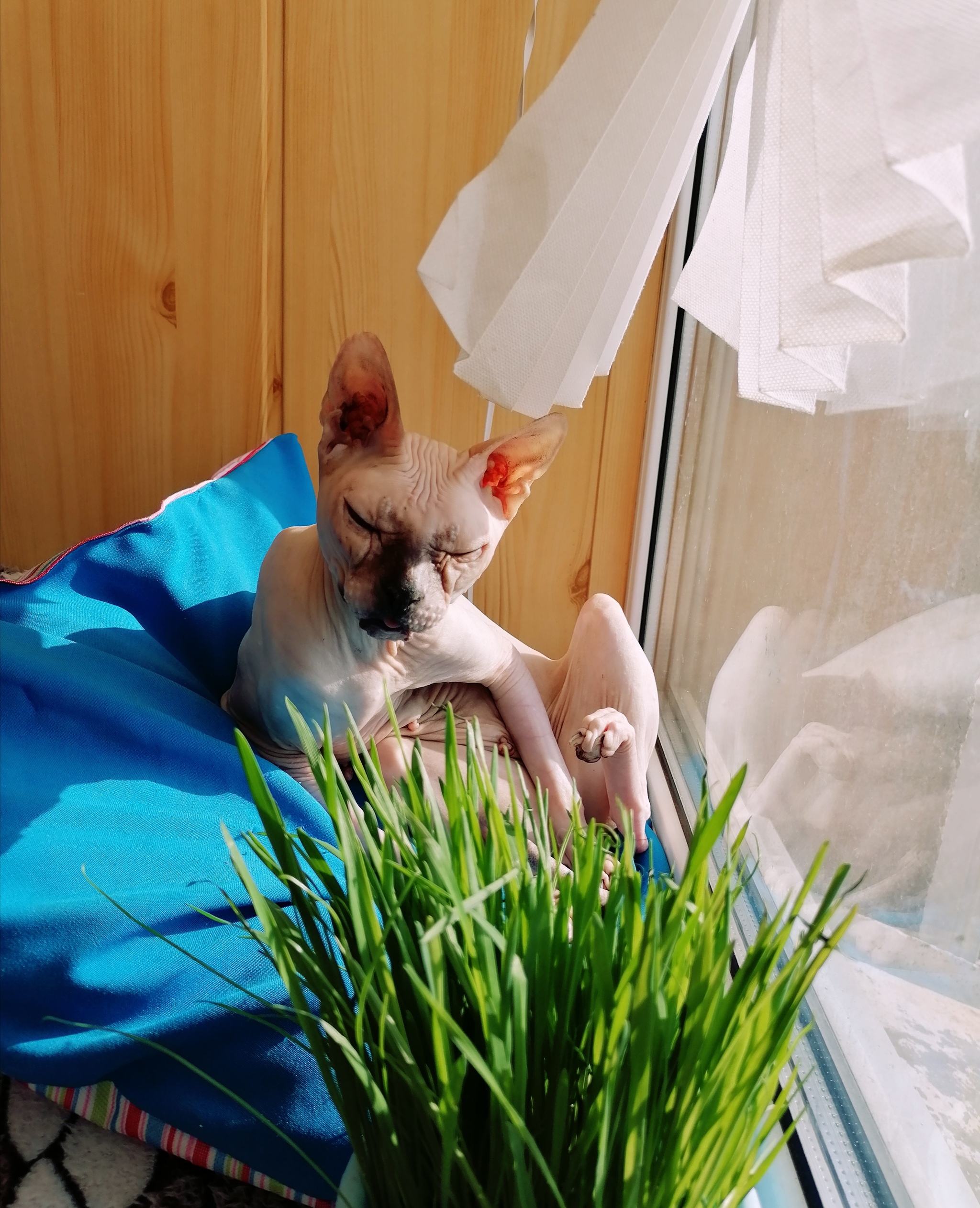 sun lover - My, cat, Pets, Don Sphynx, Summer