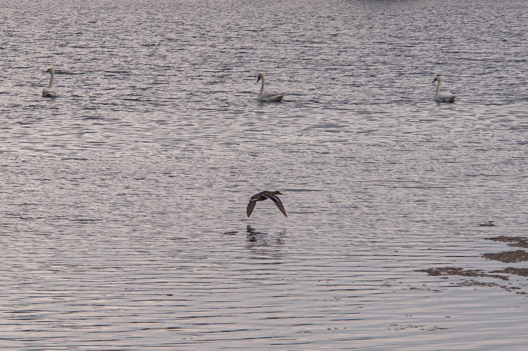 Water landing - My, Duck, Swans, Water