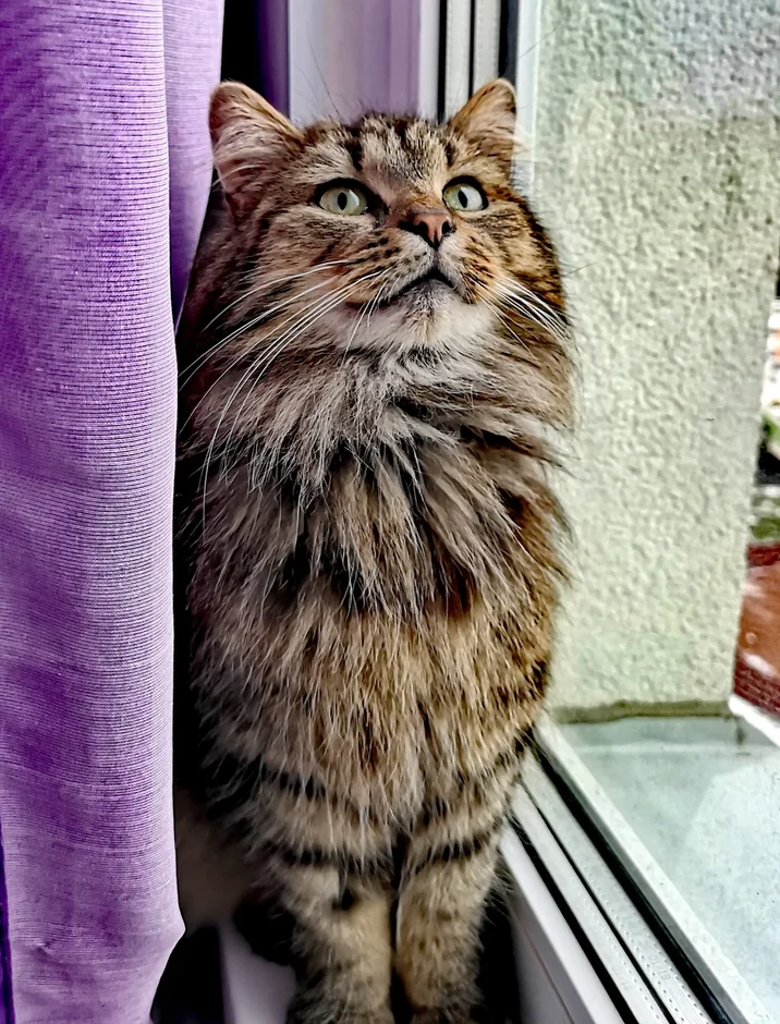 Fluff the cat is looking for a home! - My, Homeless animals, In good hands, Saint Petersburg, cat, Pets, Siberian cat, Kittens, Fat cats, Longpost, , No rating