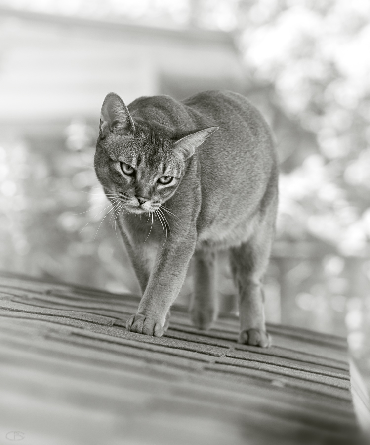 Panther cat - Black and white photo, cat, The photo