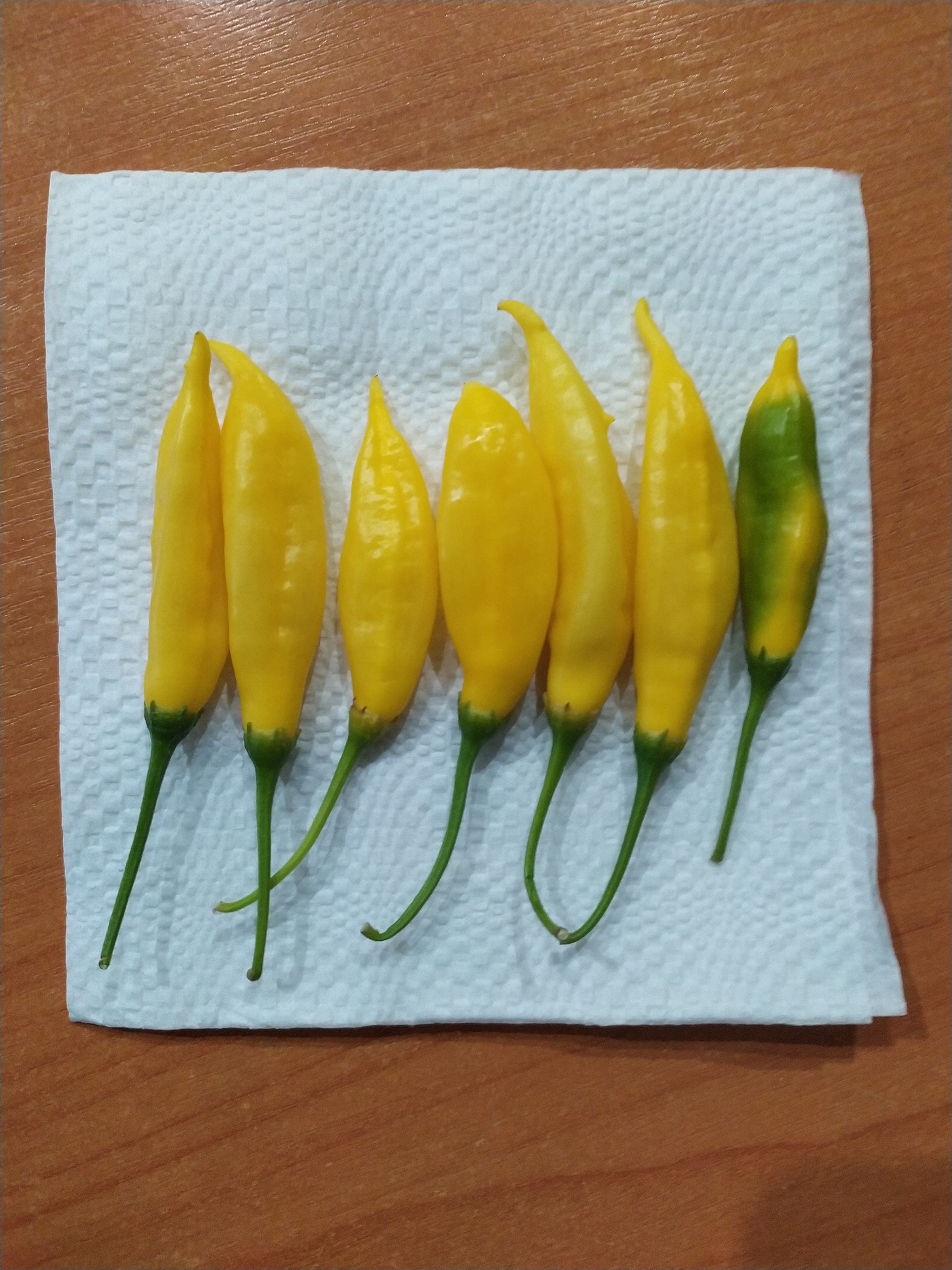 Pepper, help needed - My, Hot peppers, Pepper, Longpost