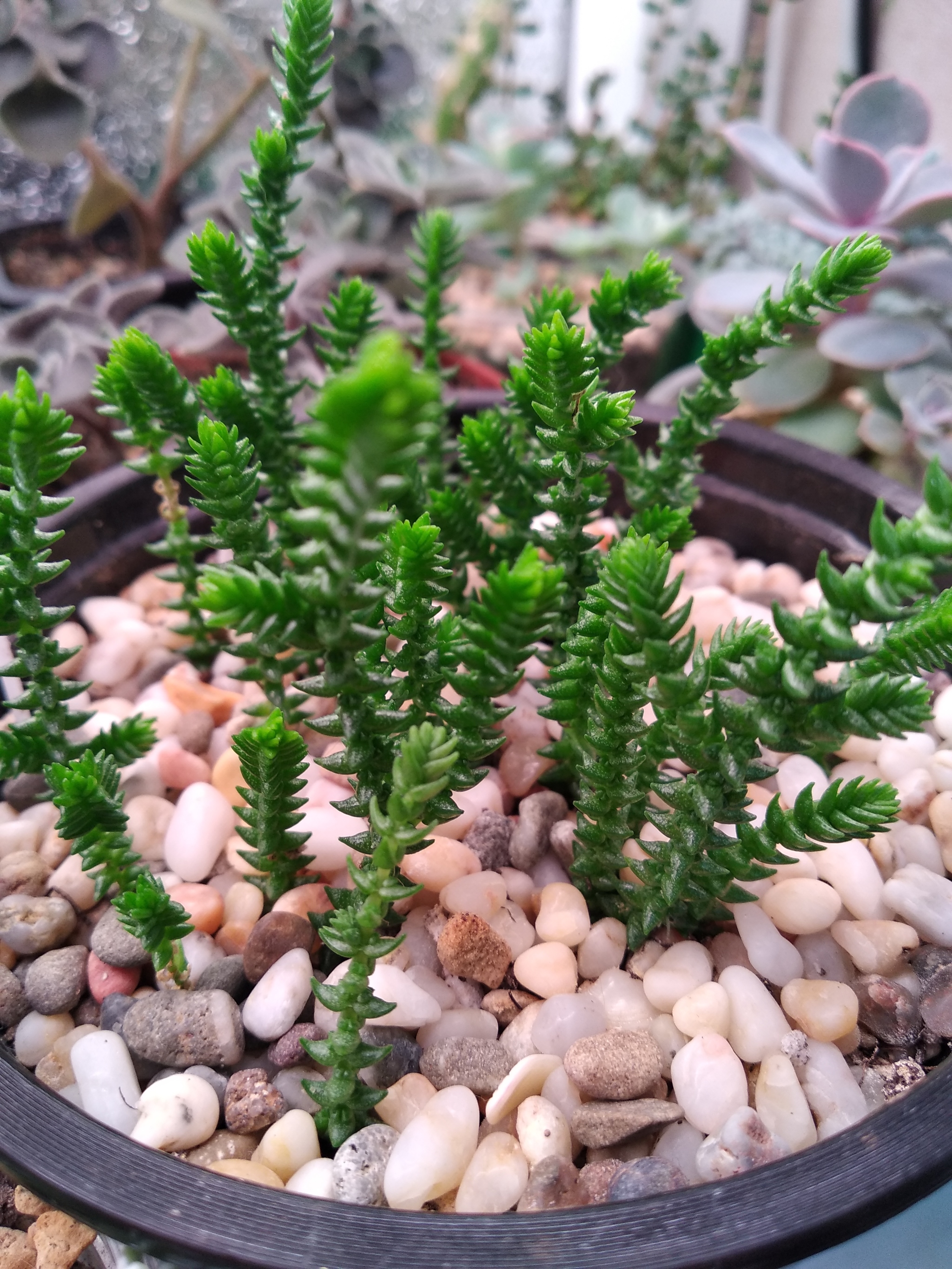 About the irrepressible love for plants Part 1 - Crassula - My, Houseplants, Succulents, Floriculture, Longpost