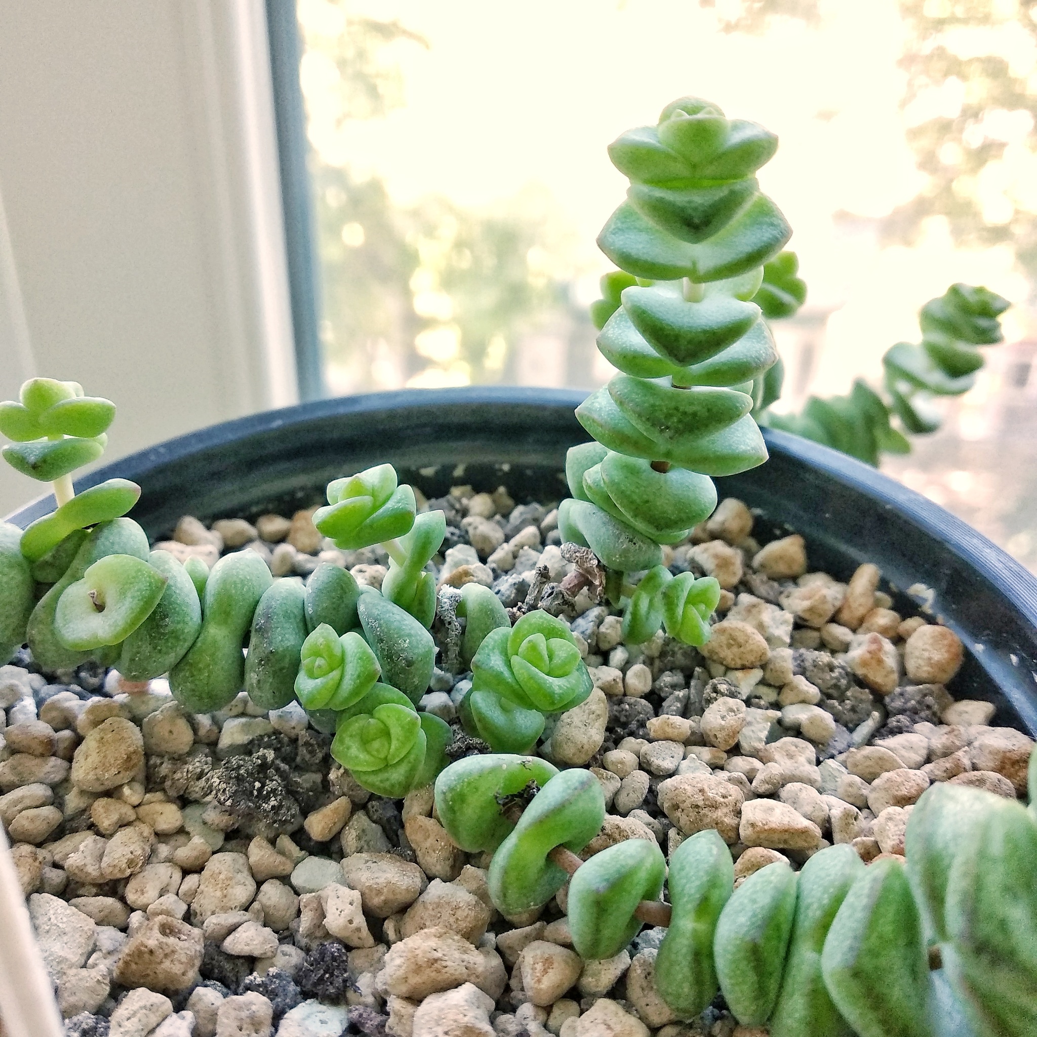 About the irrepressible love for plants Part 1 - Crassula - My, Houseplants, Succulents, Floriculture, Longpost