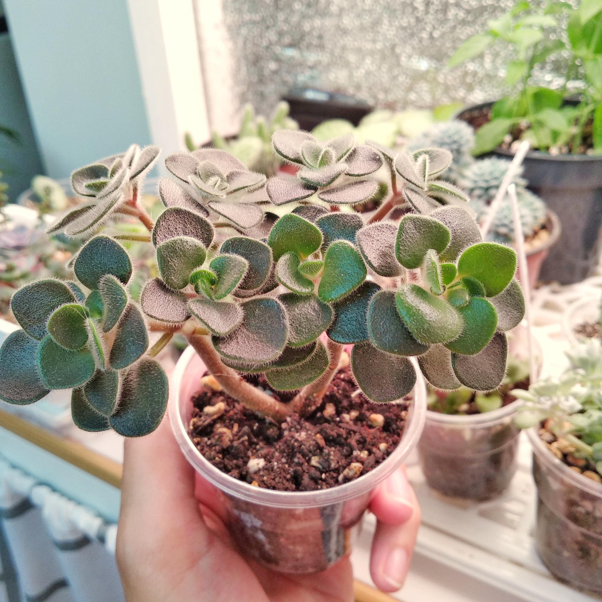 About the irrepressible love for plants Part 1 - Crassula - My, Houseplants, Succulents, Floriculture, Longpost