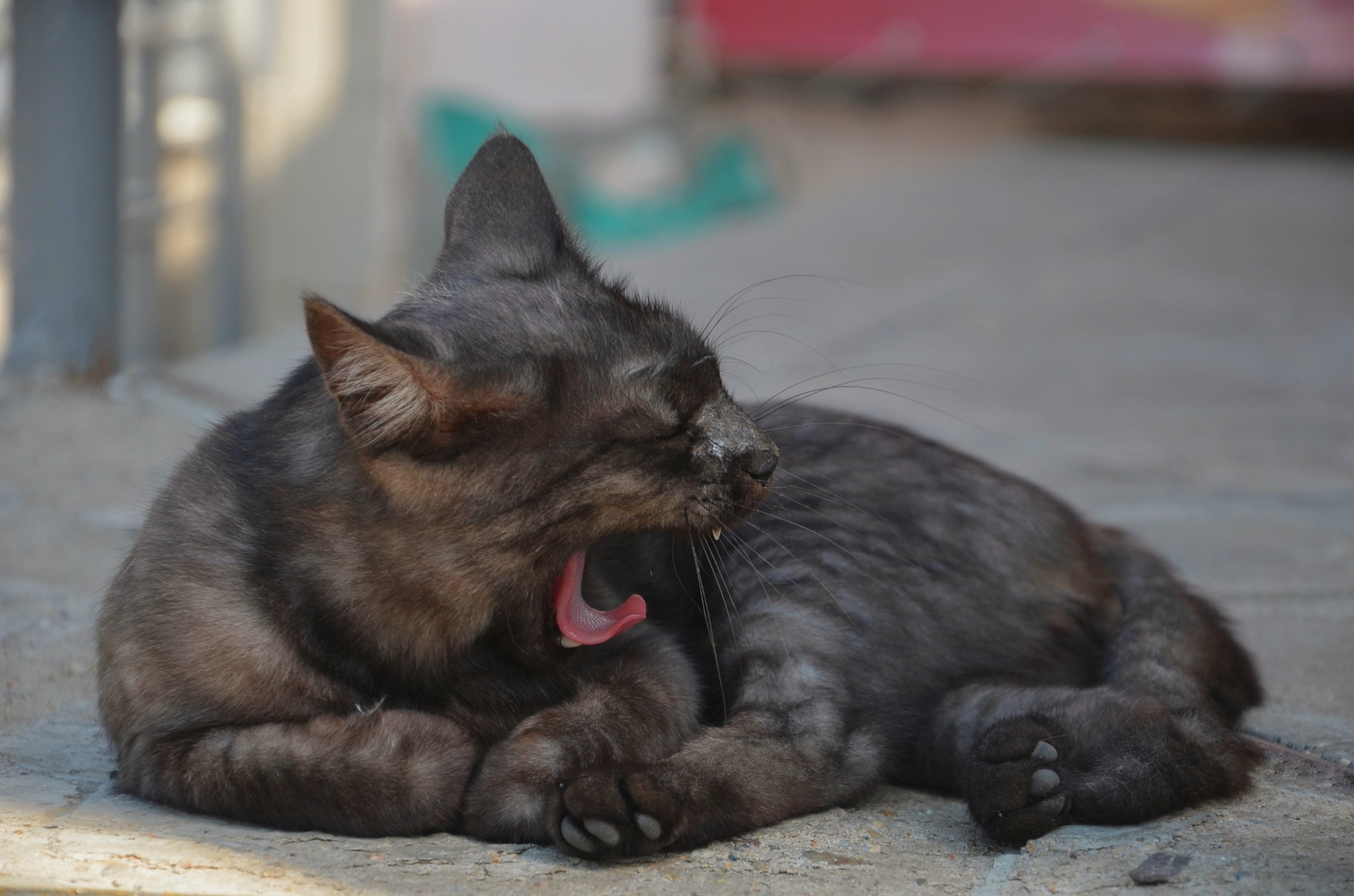 Kittens in Novotroitsk - My, Pets, cat, The photo