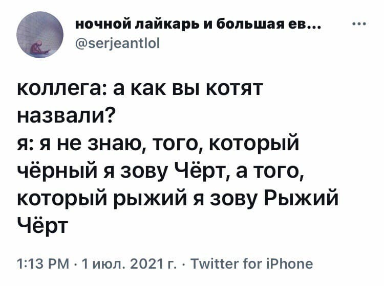 Когда с креативом напряжёнка - Юмор, Скриншот, Twitter, Кот, Кличка