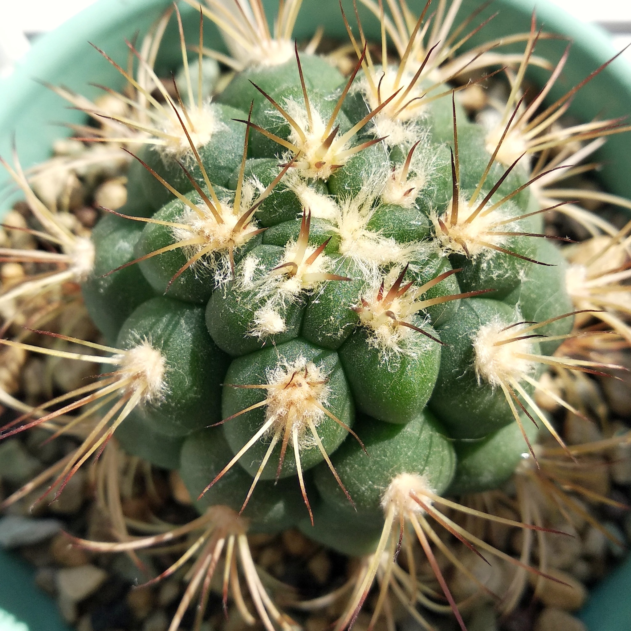 About the irrepressible love for plants Part 2 - Cacti - My, Houseplants, Cactus, Floriculture, Longpost