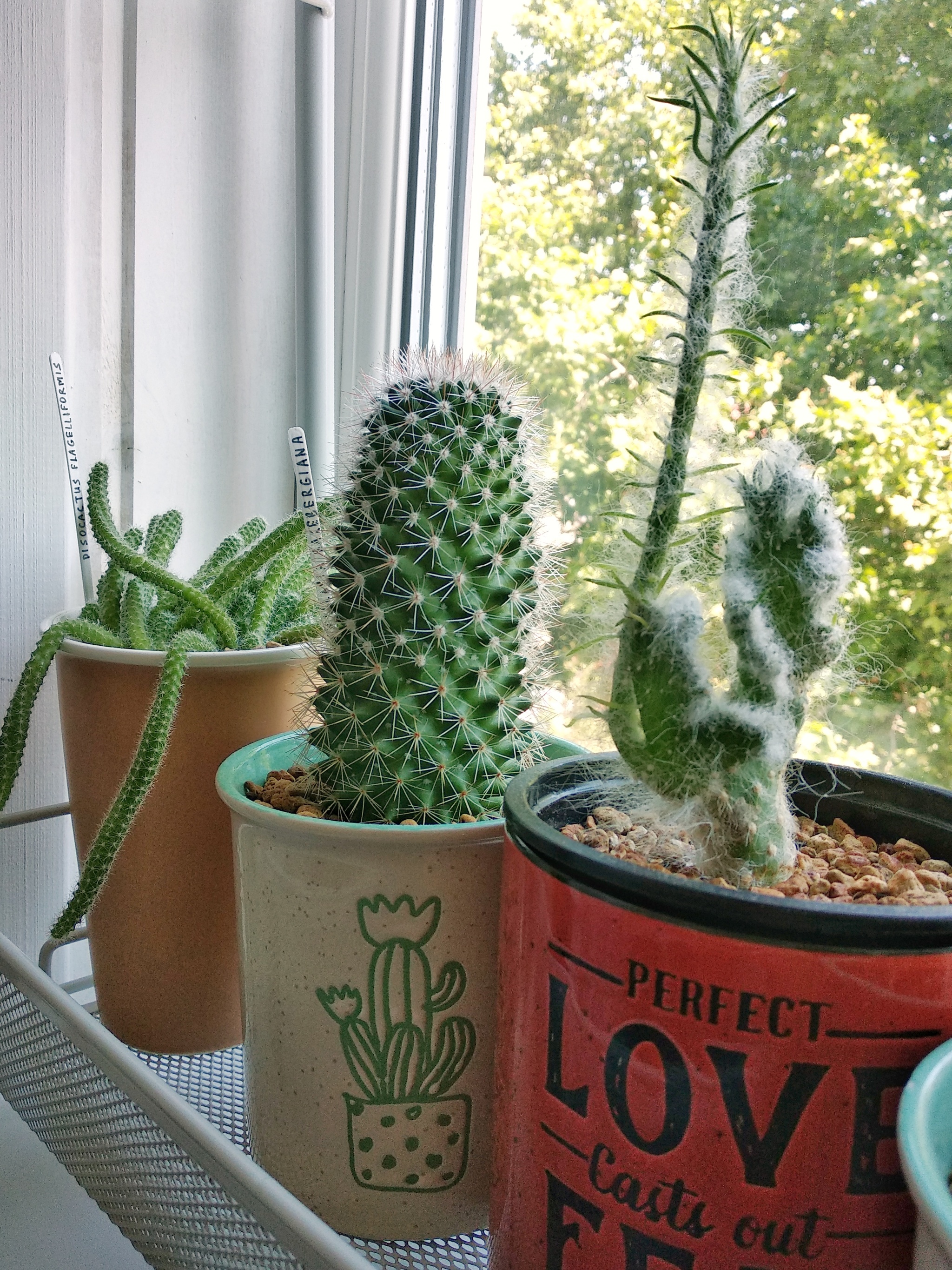 About the irrepressible love for plants Part 2 - Cacti - My, Houseplants, Cactus, Floriculture, Longpost