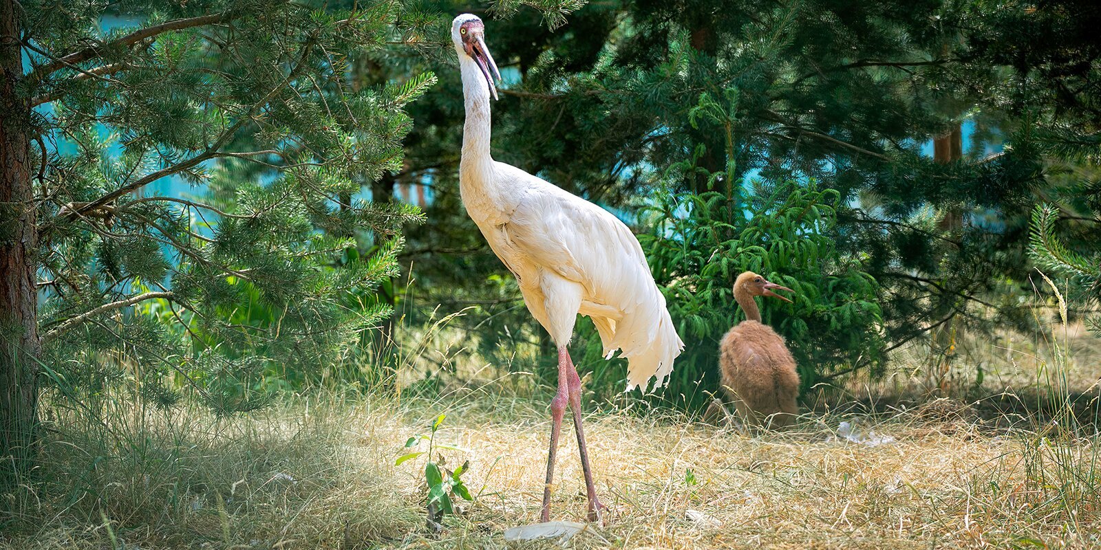 Siberian Cranes hatched in the Moscow Zoo - My, Zoo, TASS, news, Birds, Sterkhi, Moscow Zoo, Longpost