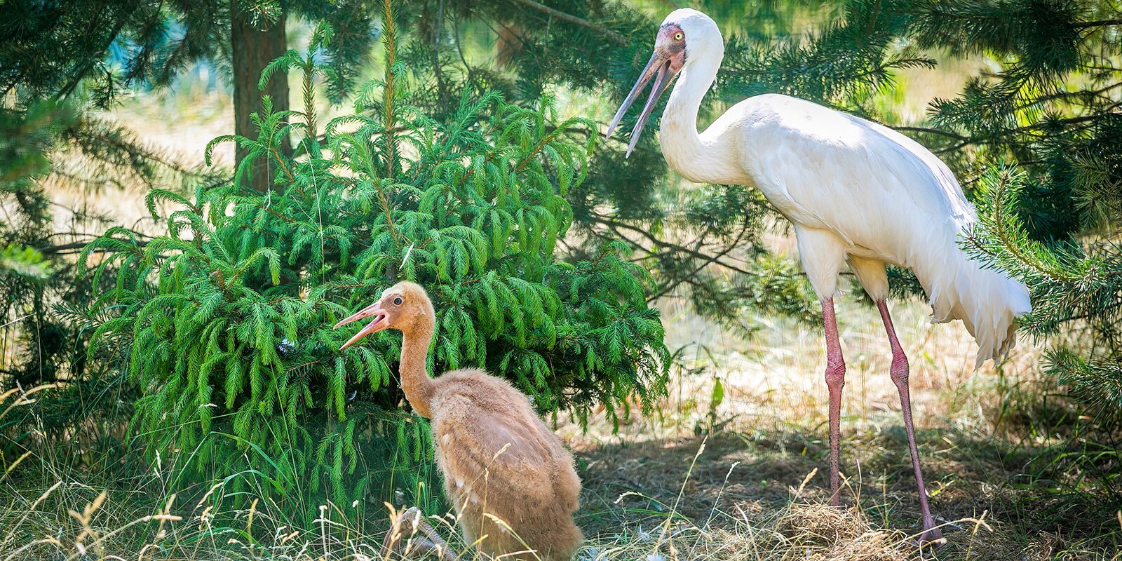 Siberian Cranes hatched in the Moscow Zoo - My, Zoo, TASS, news, Birds, Sterkhi, Moscow Zoo, Longpost