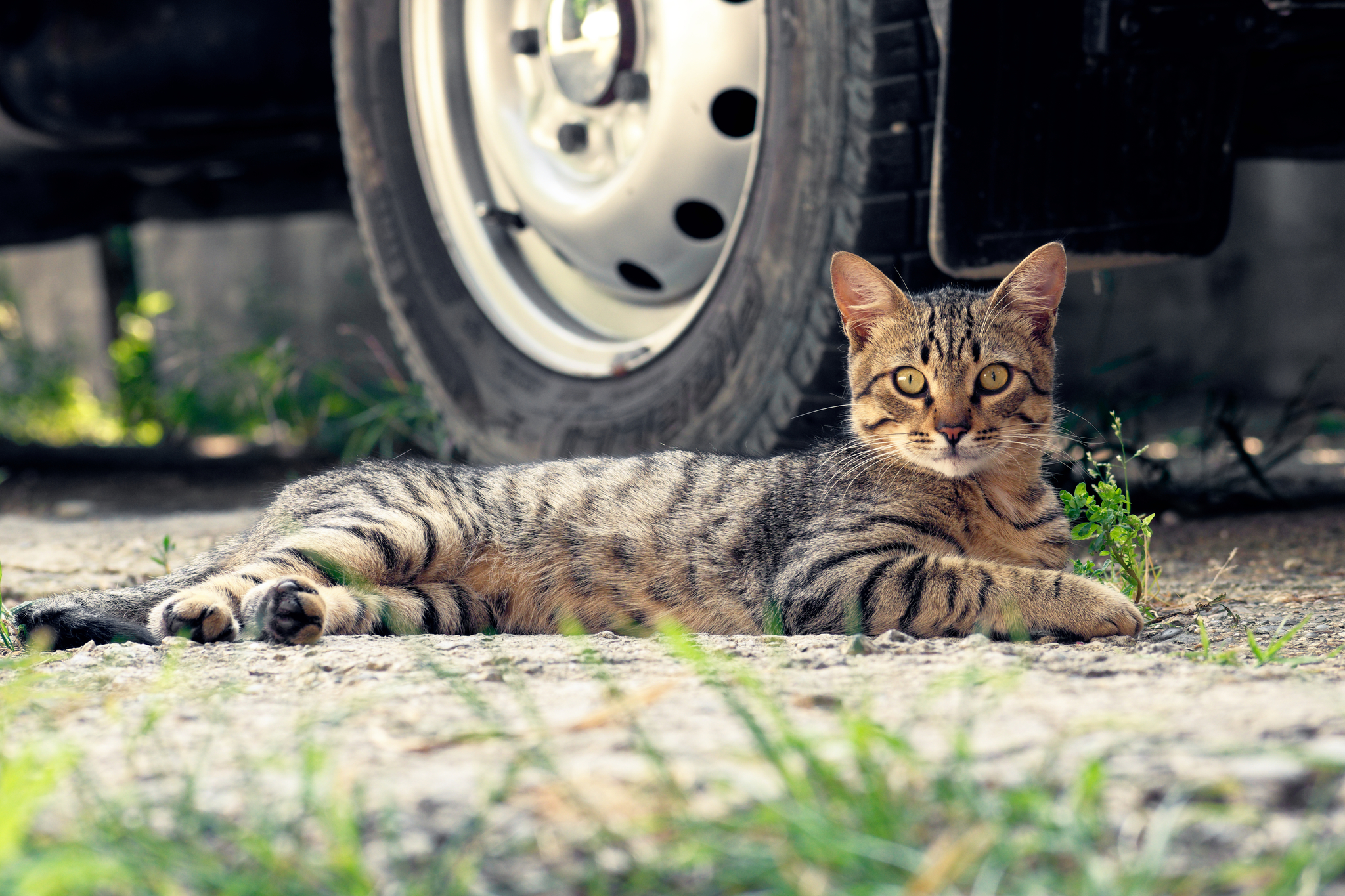 Sochi cats - My, cat, Sochi, The photo, Animals, Longpost