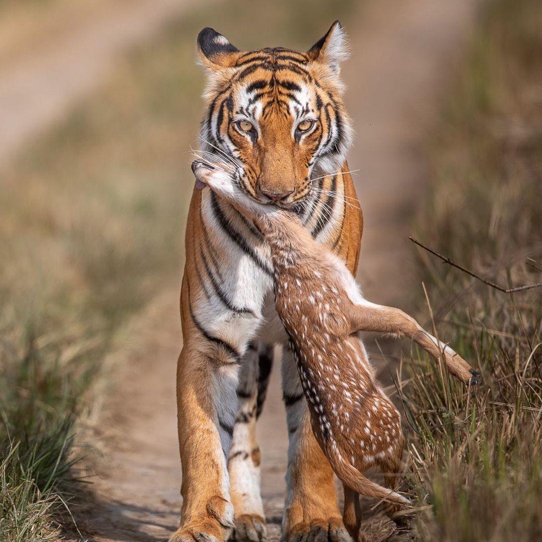 The tiger helps the deer to get home - The photo, Tiger, India, Big cats, Mining, Predator, Cat family, Animals, , Bengal tiger