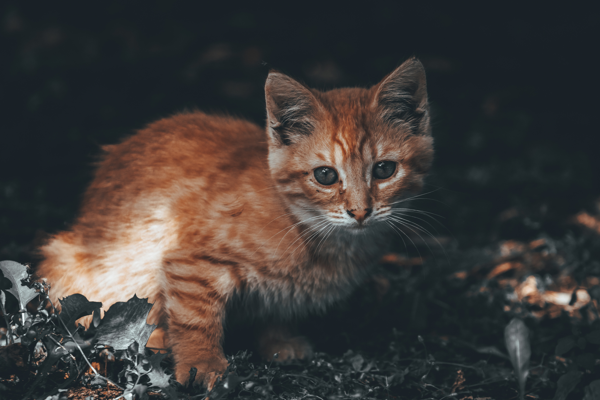 Ryzhik - pikabu.monster. 