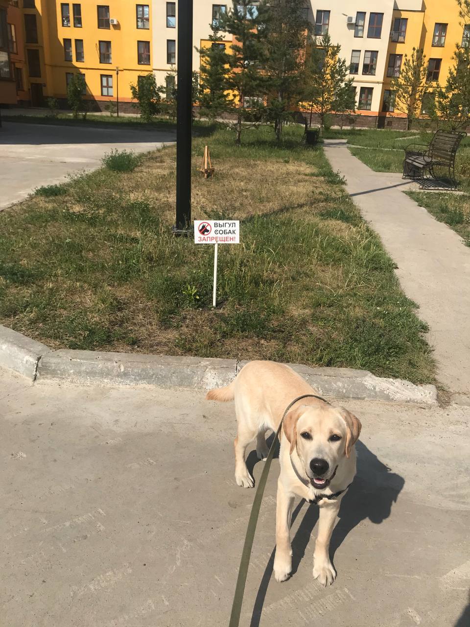 Walking prohibited - Animals, Dog, Labrador