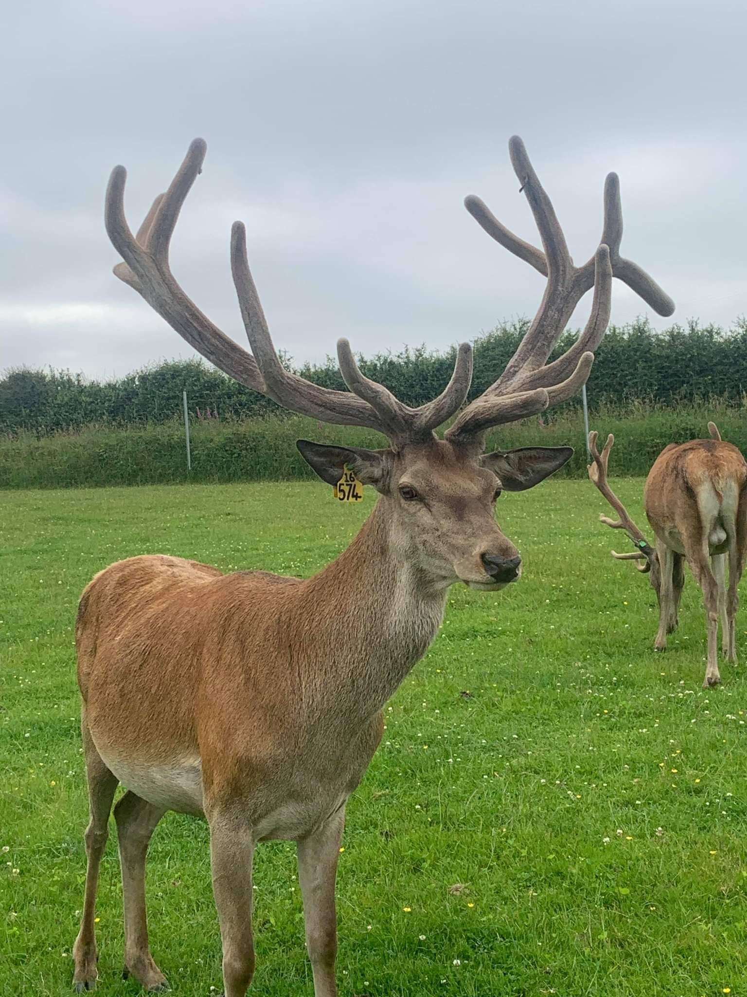 Long antler deer - Red deer, Horns, Longpost, Deer