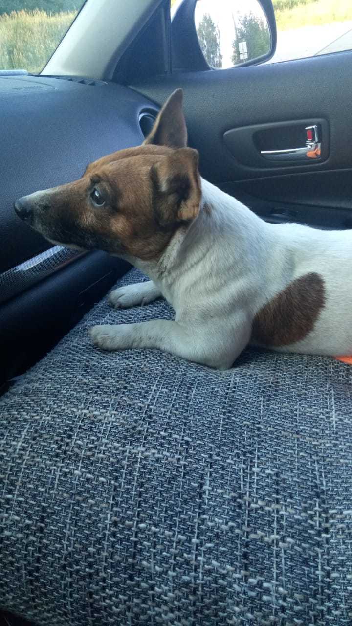 Lost dog [Found] - My, Dog, The missing, Help, No rating, The dog is missing, Krasnoarmeysk, Zheleznodorozhny city