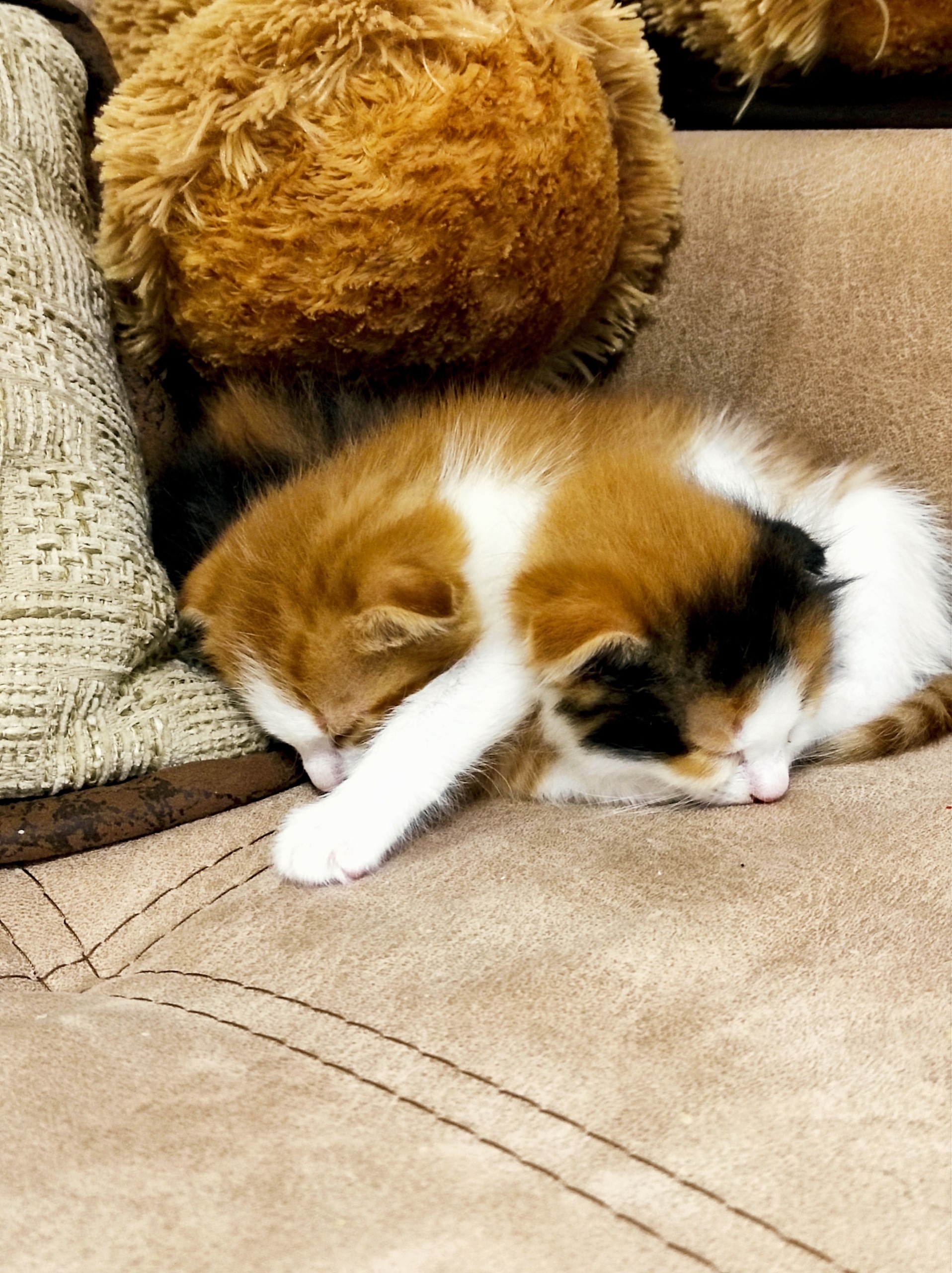 In the cat shelf arrived - My, Kittens, cat, Foundling, Milota, Longpost