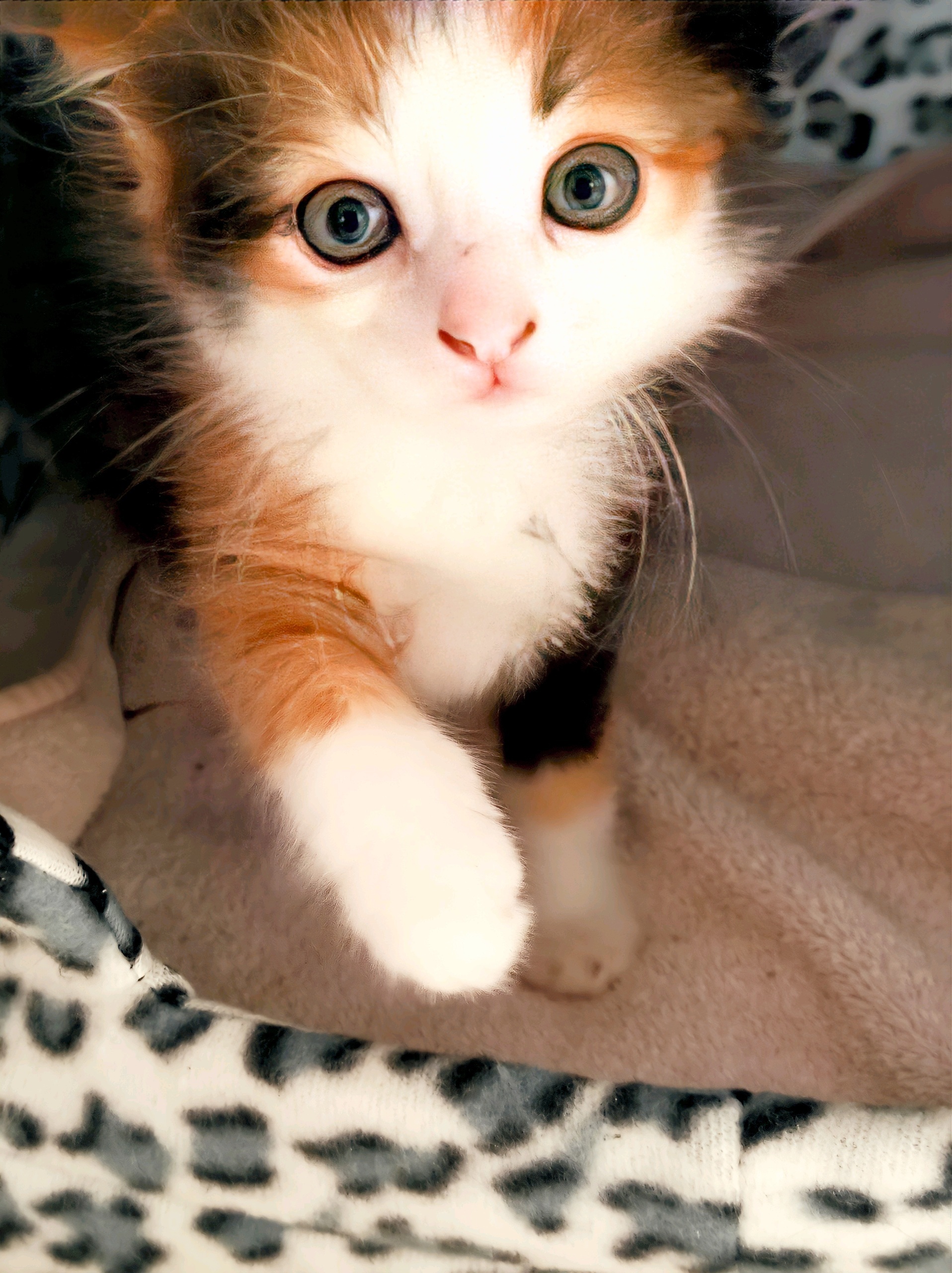 In the cat shelf arrived - My, Kittens, cat, Foundling, Milota, Longpost