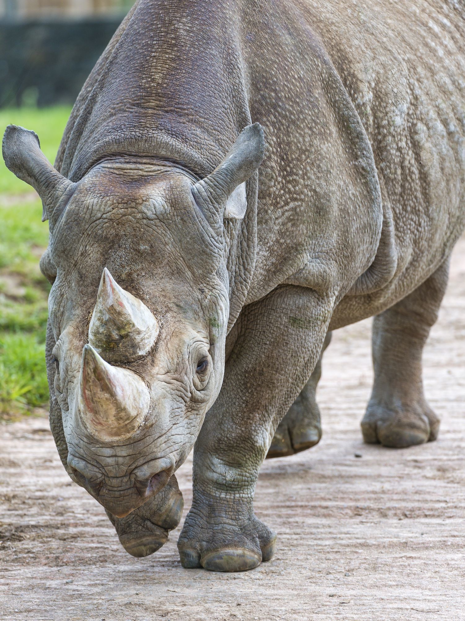 Rhinoceros - Rhinoceros, Wild animals, Zoo, The photo, Longpost