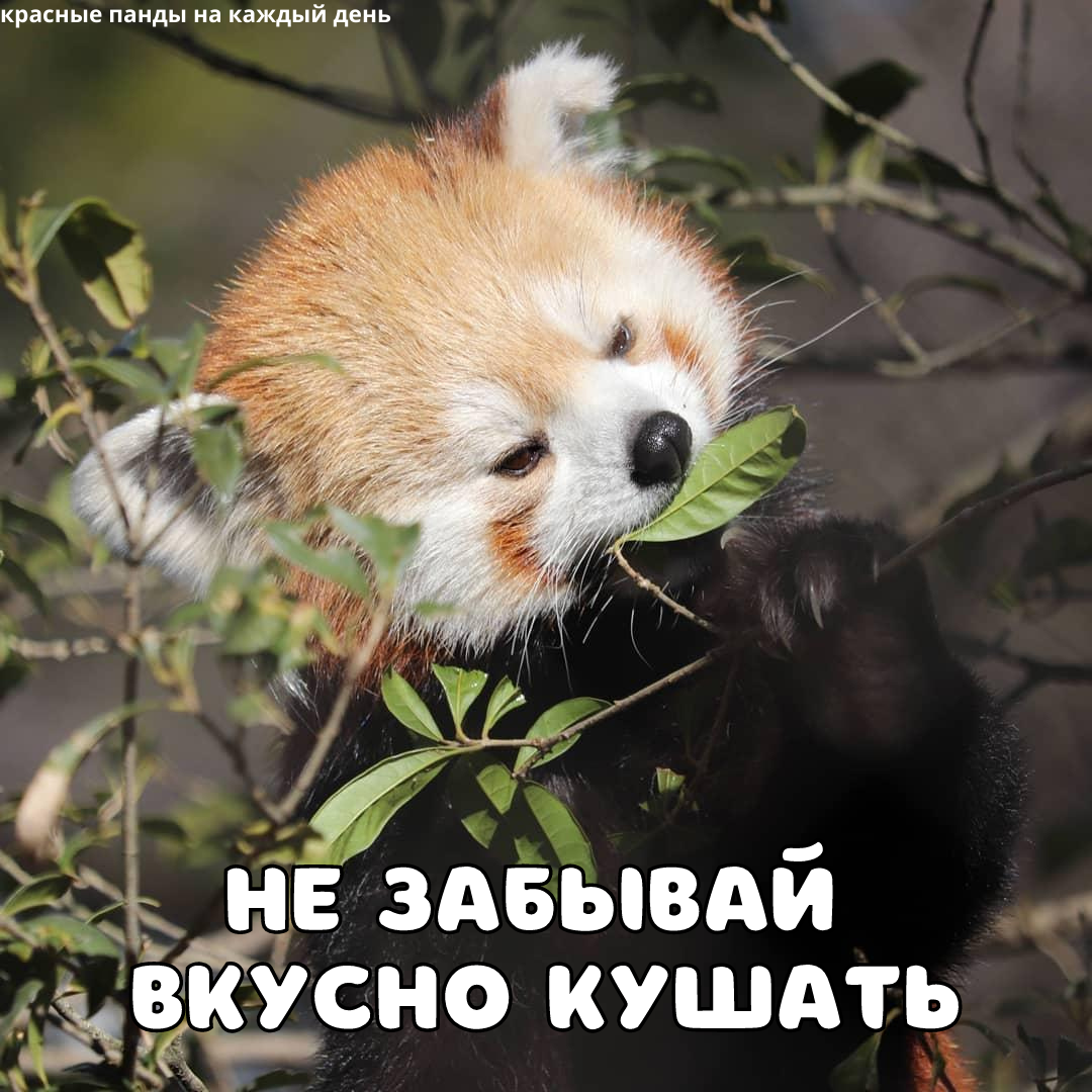 Three main rules - Red panda, Panda, Animals, Longpost