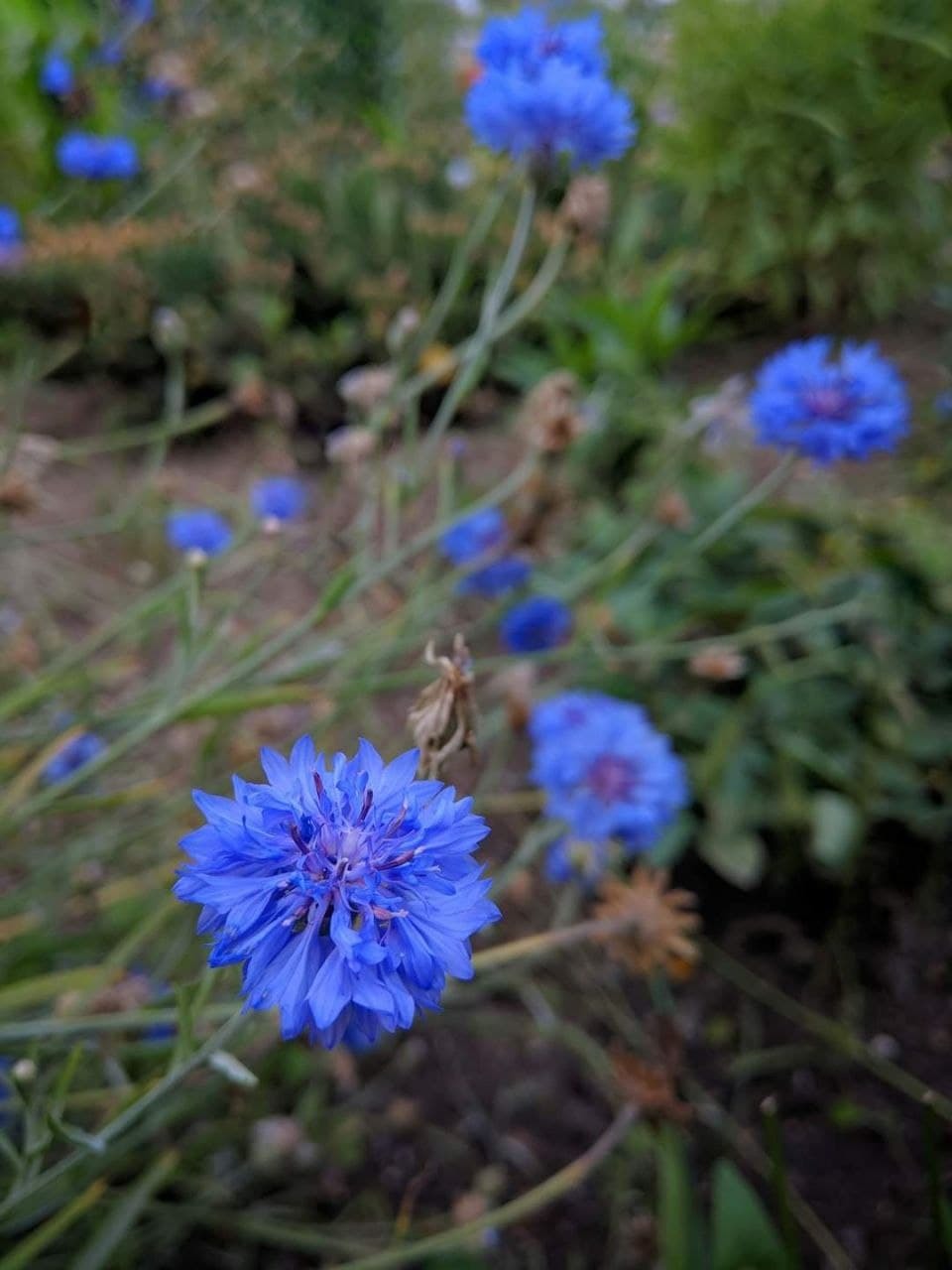 Multicolored Khortytsya - Zaporizhzhia, Khortytsia, Flowers, The photo, Longpost