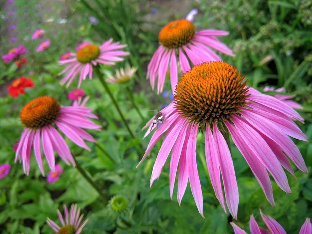 Multicolored Khortytsya - Zaporizhzhia, Khortytsia, Flowers, The photo, Longpost