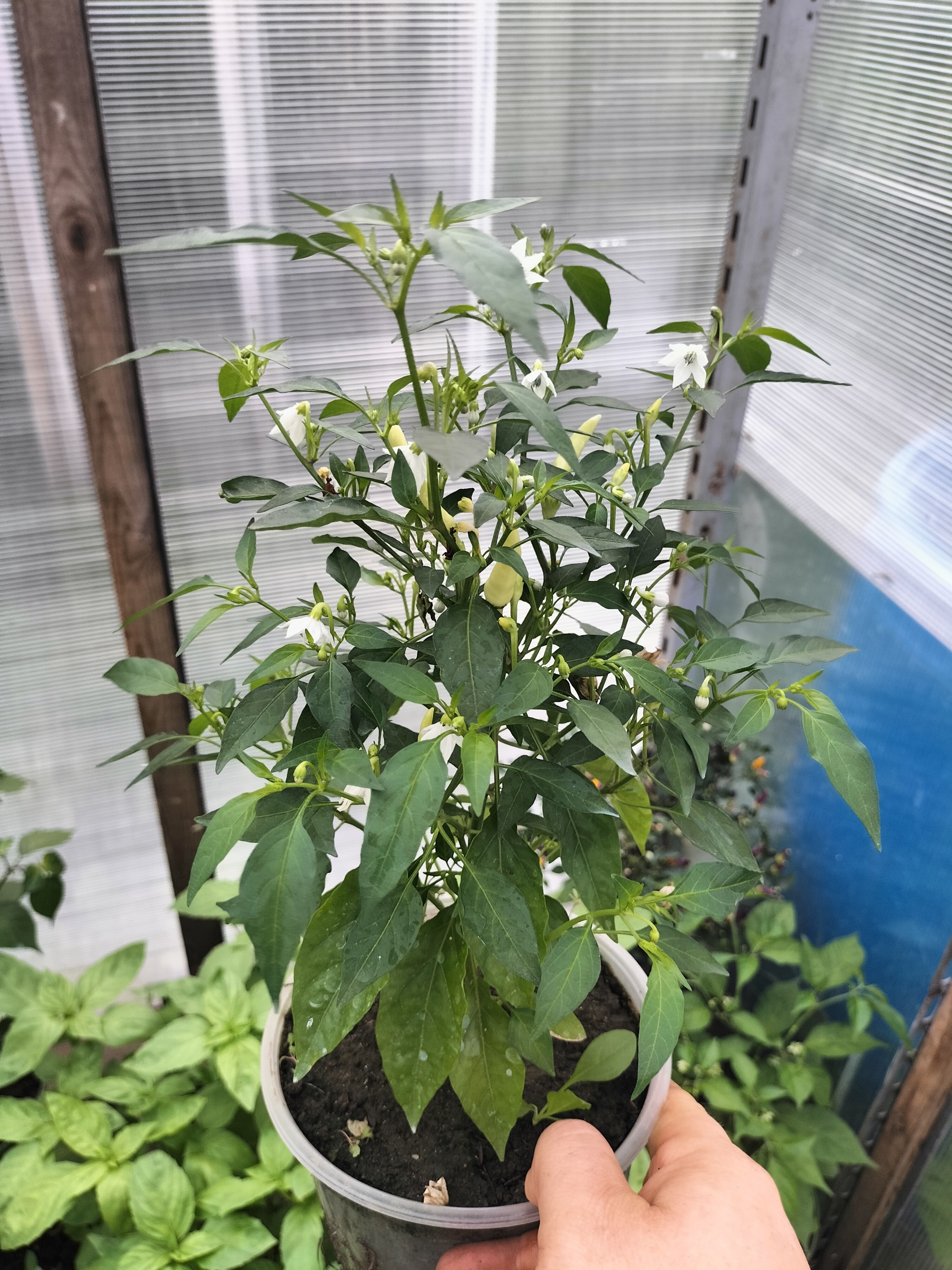 Some photos of my peppers - My, Pepper farming, Hot peppers, Longpost