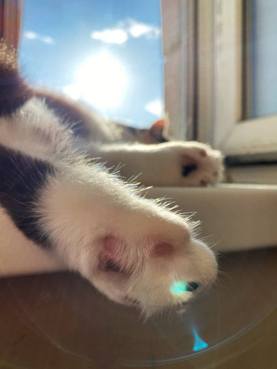 Paws - My, cat, Mobile photography, Window