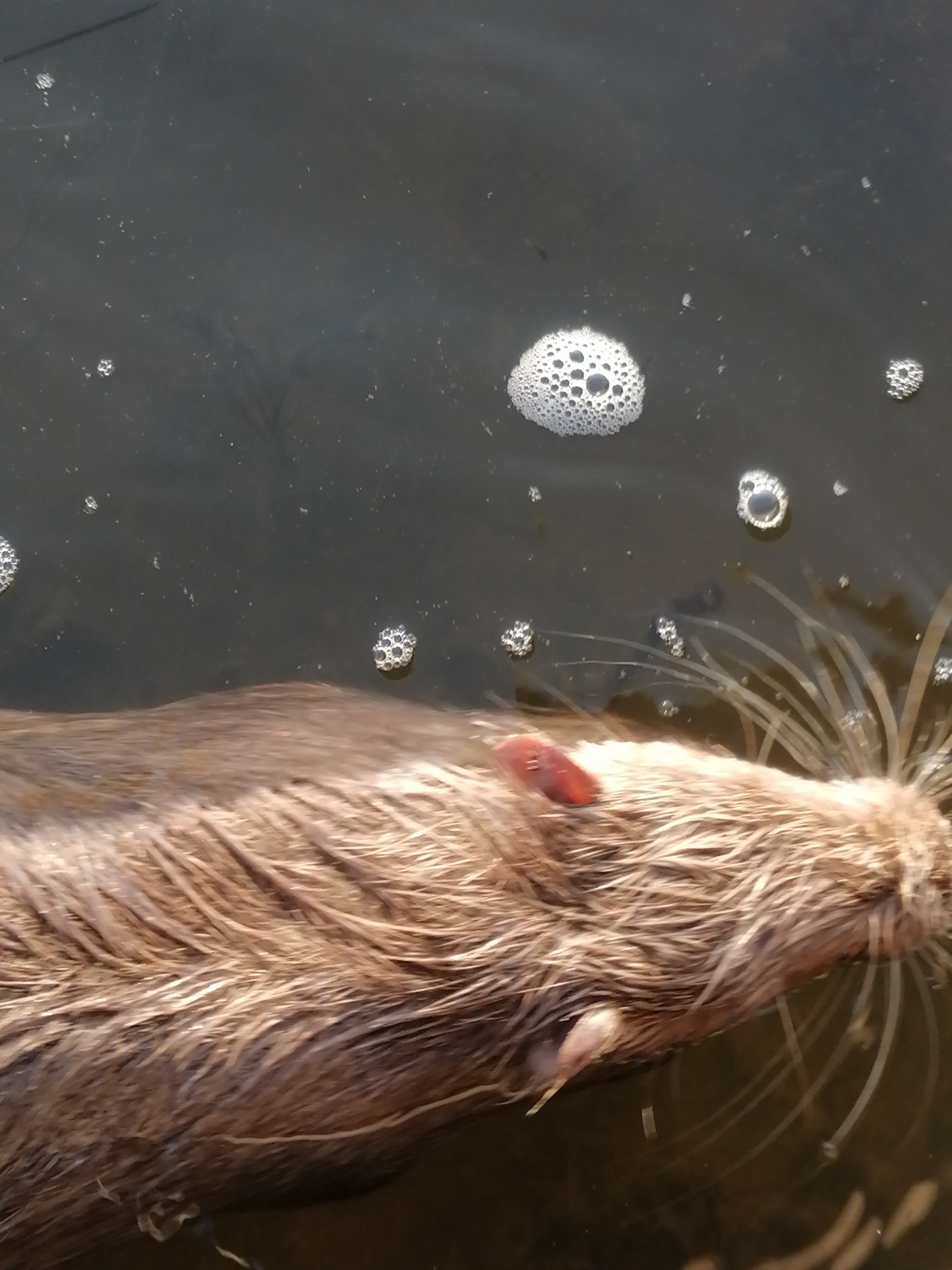 Today I met funny (muskrats?) in Berdyansk - My, Rodents, Berdyansk, Wild animals, Longpost, Who is this?