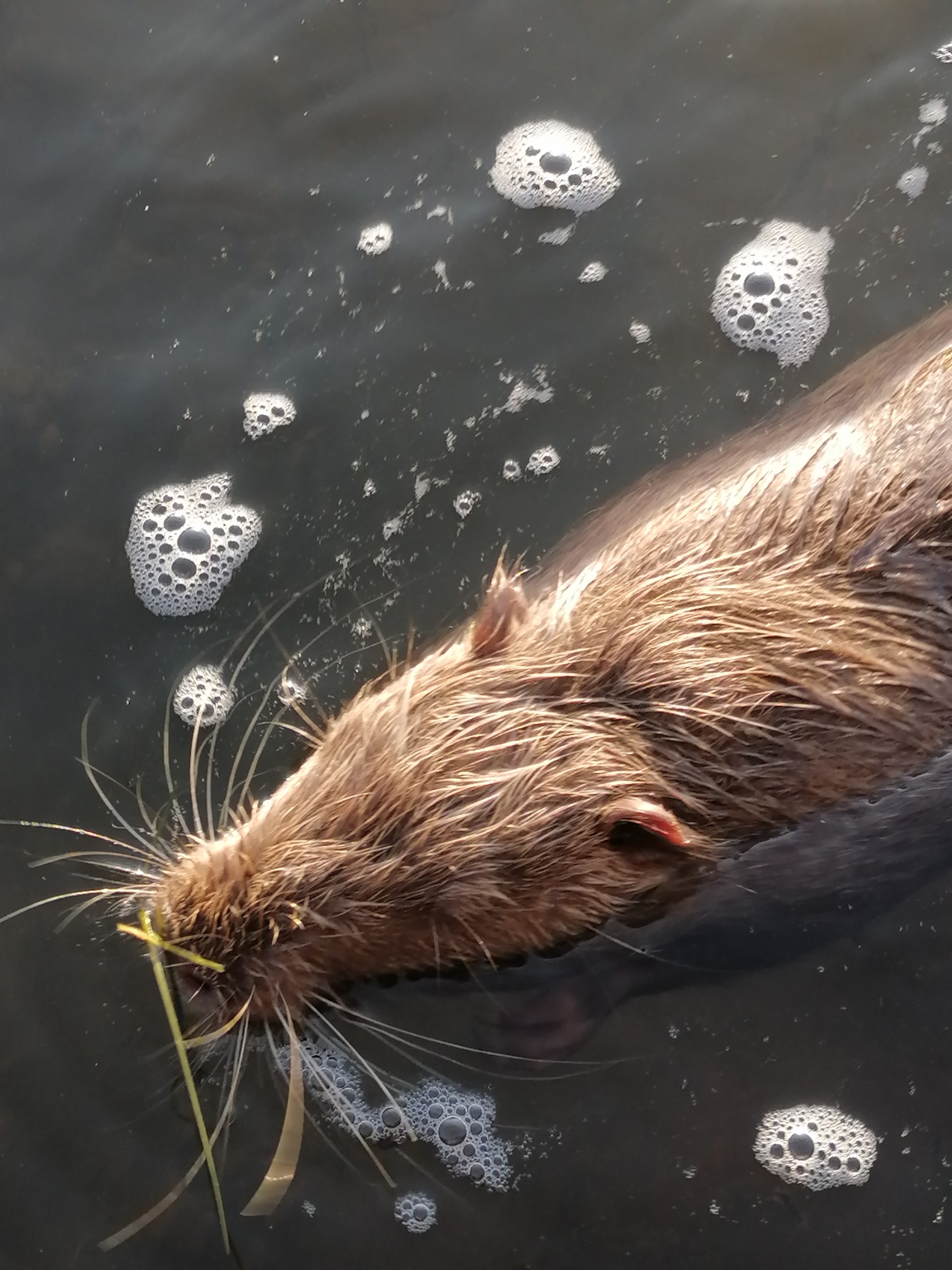 Today I met funny (muskrats?) in Berdyansk - My, Rodents, Berdyansk, Wild animals, Longpost, Who is this?