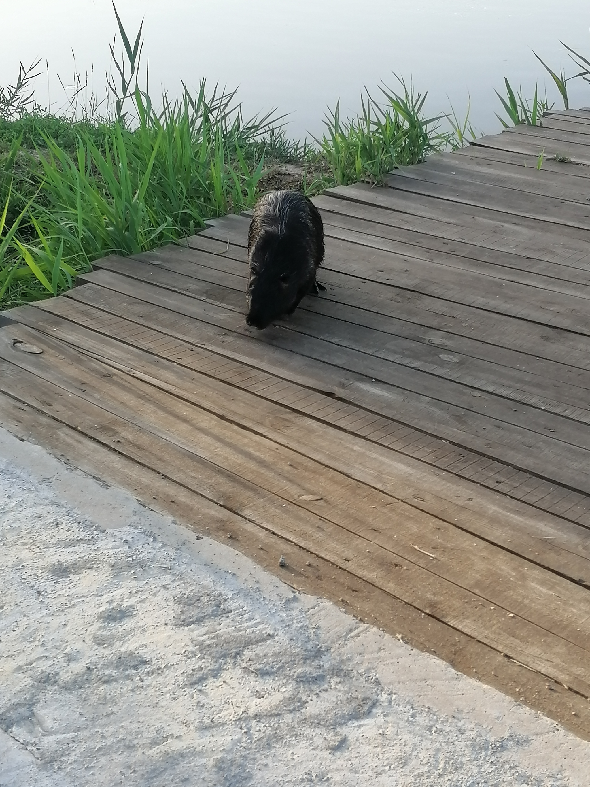 Today I met funny (muskrats?) in Berdyansk - My, Rodents, Berdyansk, Wild animals, Longpost, Who is this?