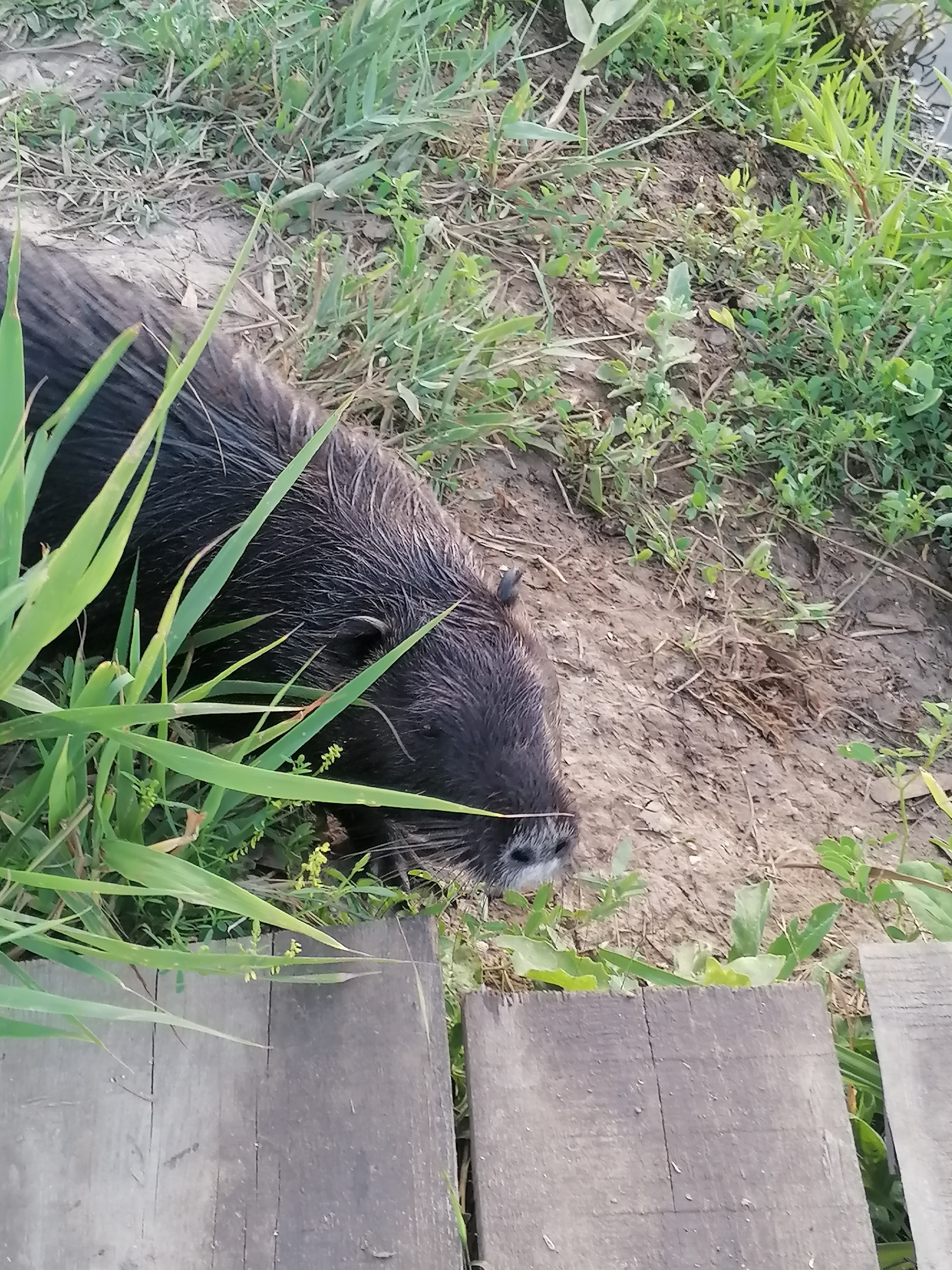 Today I met funny (muskrats?) in Berdyansk - My, Rodents, Berdyansk, Wild animals, Longpost, Who is this?