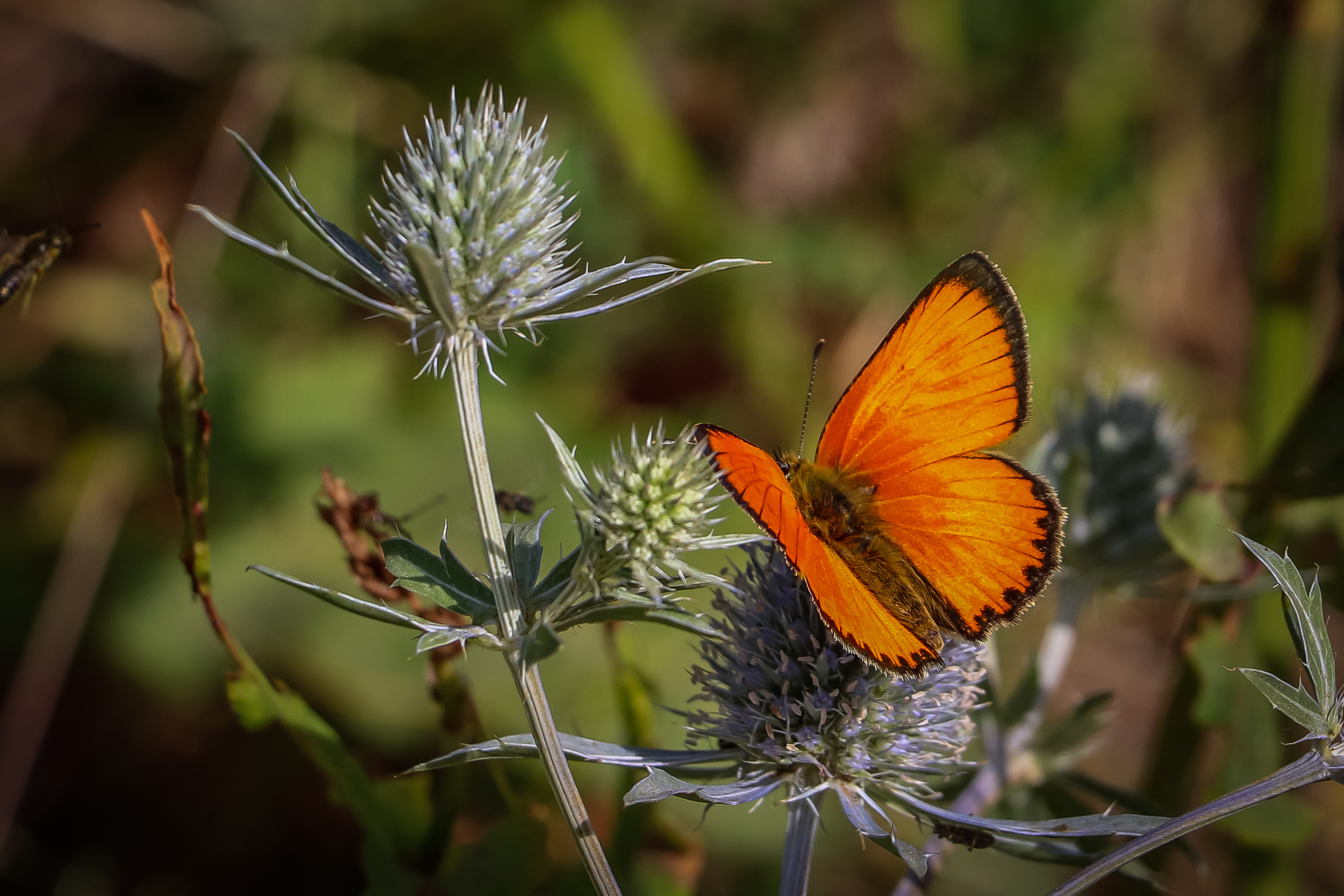 Butterfly - My, The photo, Summer, Butterfly, Canon 800D, Feverweed